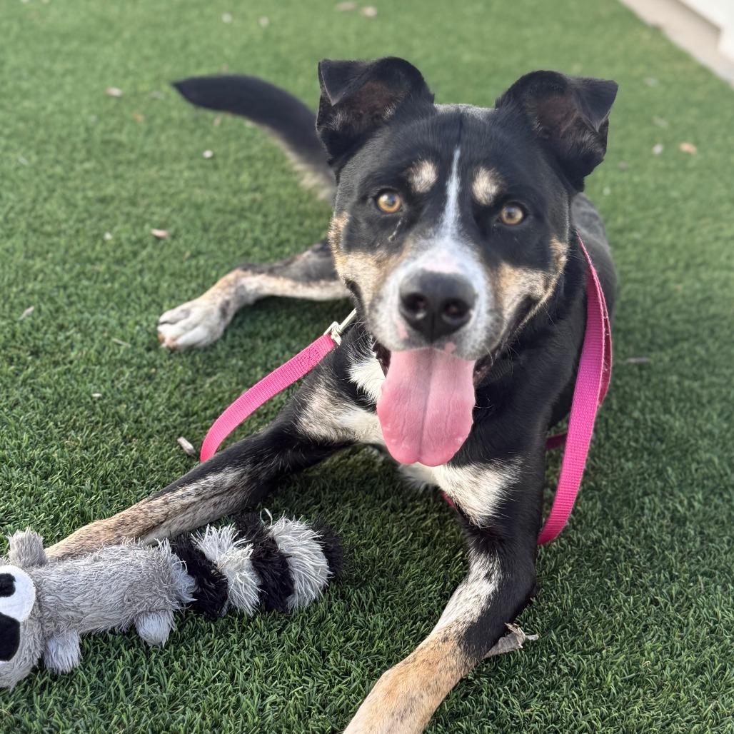 Buzz, a Adoptable mixed breed in Bradenton, FL image 3/5
