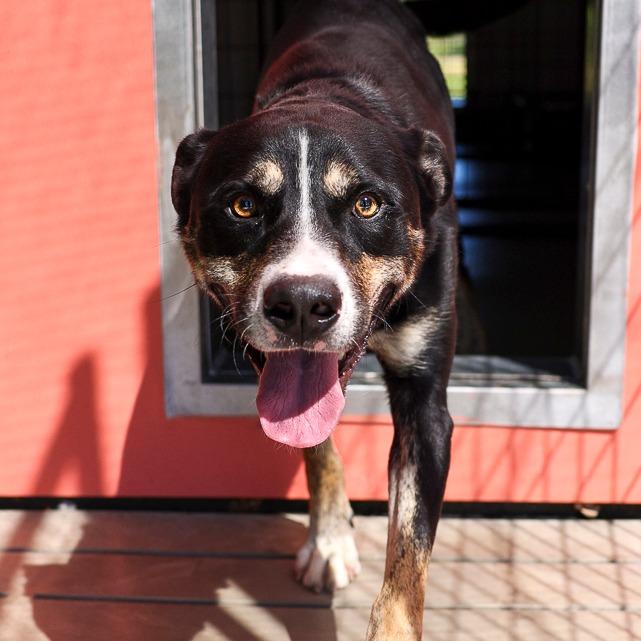 Buzz, a Adoptable mixed breed in Bradenton, FL image 4/5