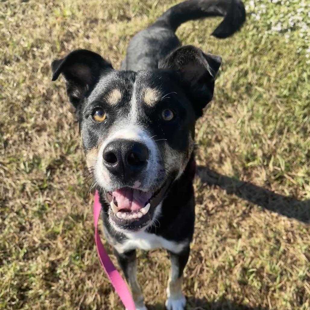 Buzz, a Adoptable mixed breed in Bradenton, FL image 5/5