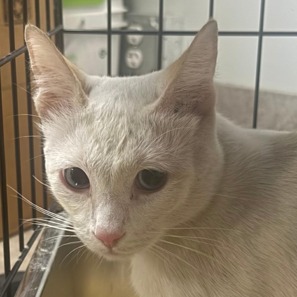 Charleston, Adoptable, Young Male Siamese.
