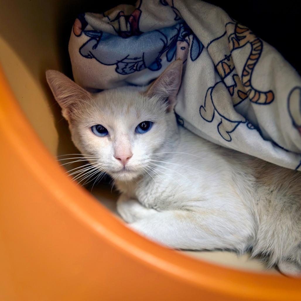 Charleston, a Adoptable Siamese in Las Vegas, NV image 2/2