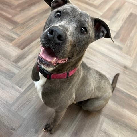 Enlarge Mia, a Adoptable mixed breed in Rockford, IL image 2/4