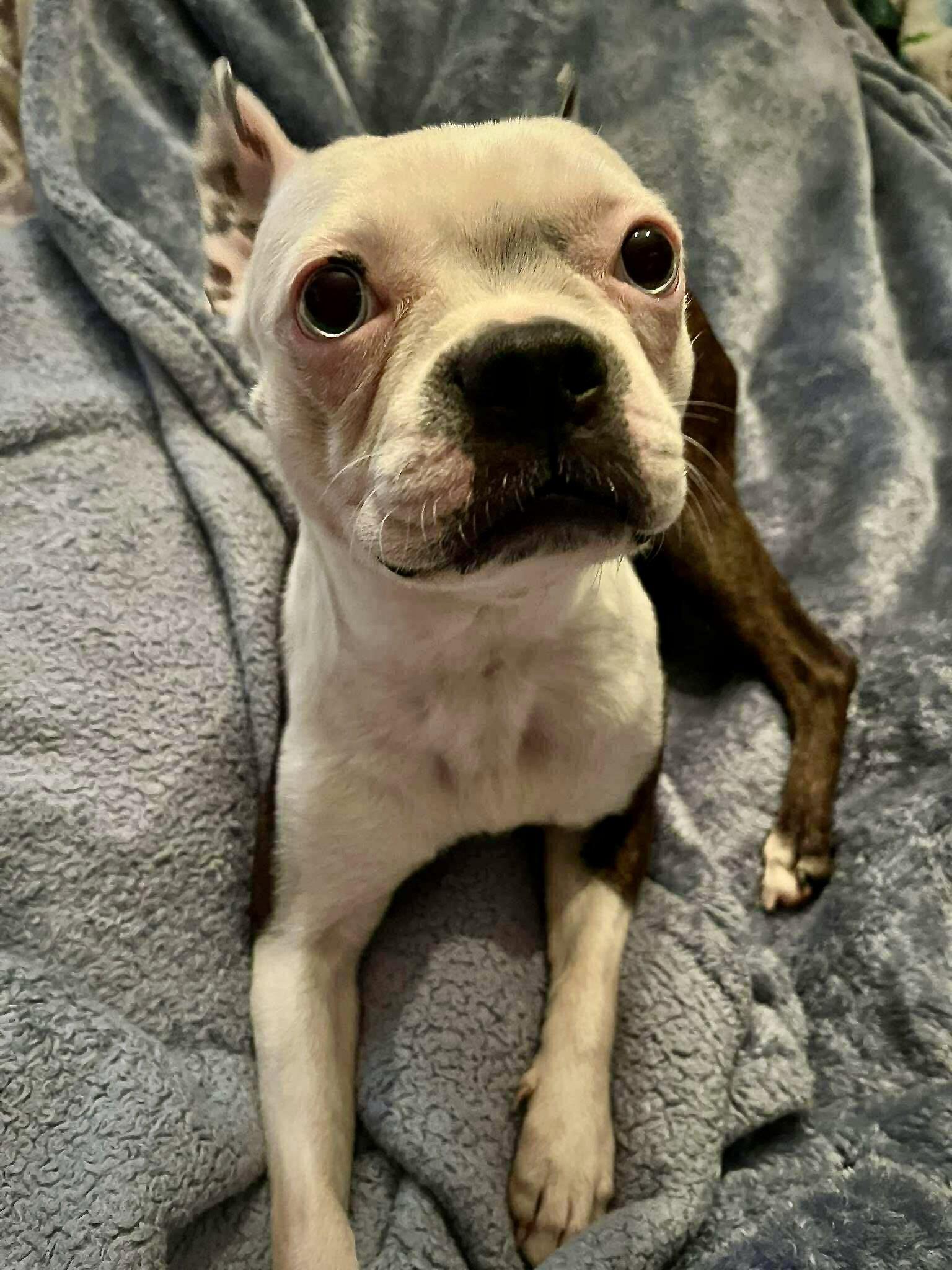 Ruthie, Adoptable, Young Female Boston Terrier.