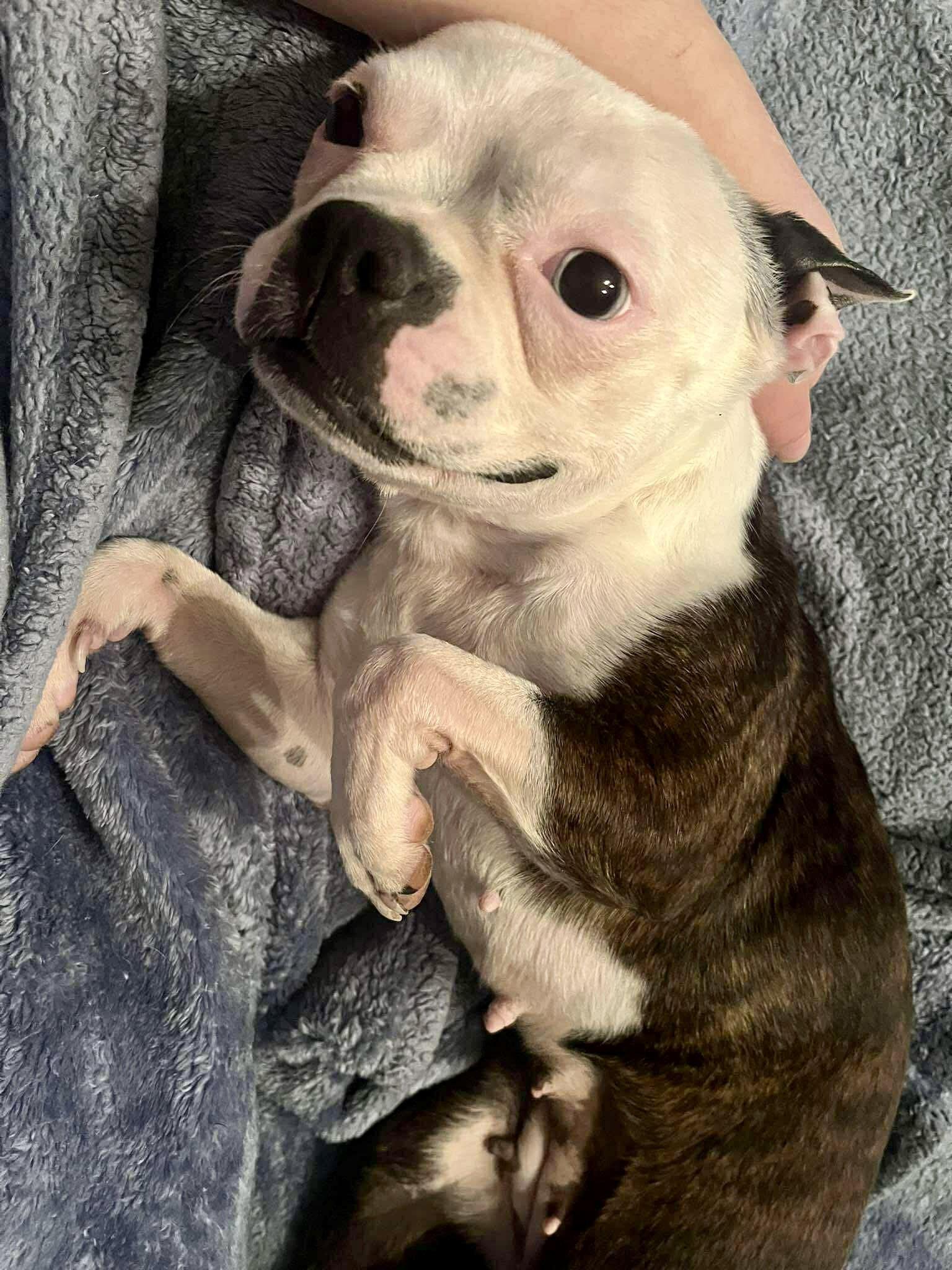 Enlarge Ruthie, a Adoptable Boston Terrier in Monticello, NY image 2/3