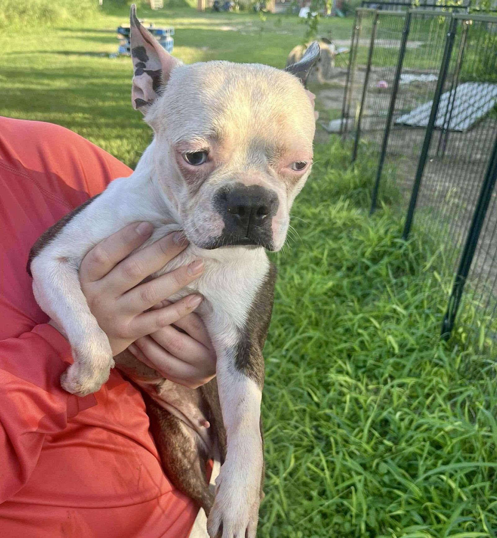 Enlarge Ruthie, a Adoptable Boston Terrier in Monticello, NY image 3/3