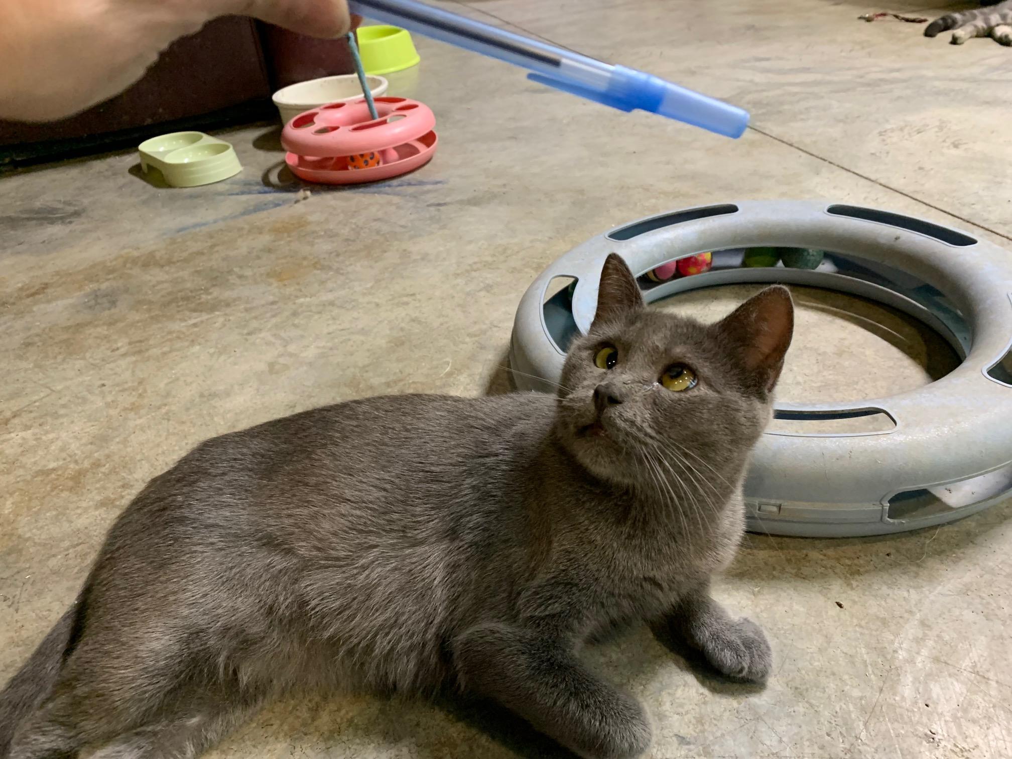 Enlarge Minka, an adopted Domestic Short Hair in Stockholm, WI image 3/4