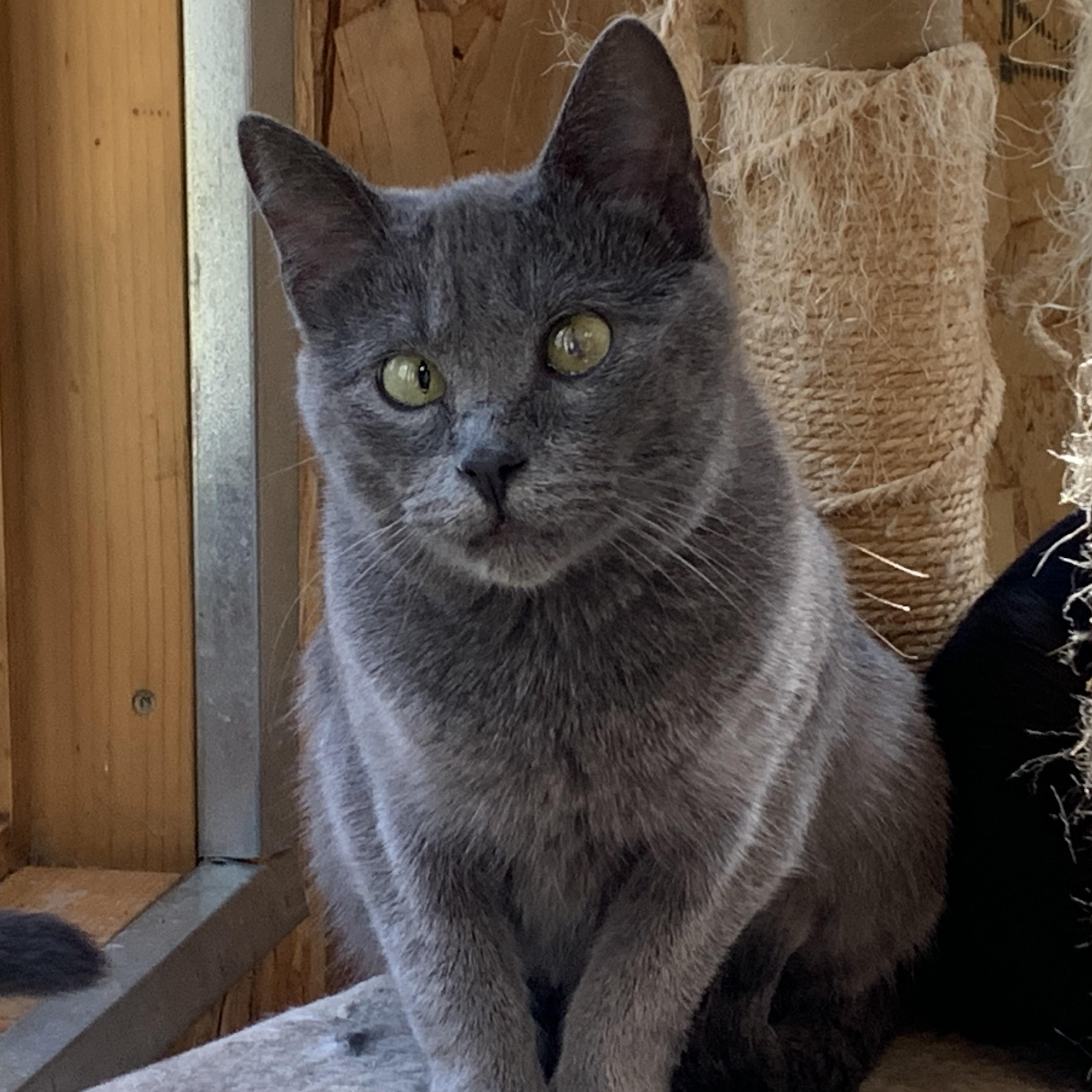 Minka, adopted, Young Female Domestic Short Hair.