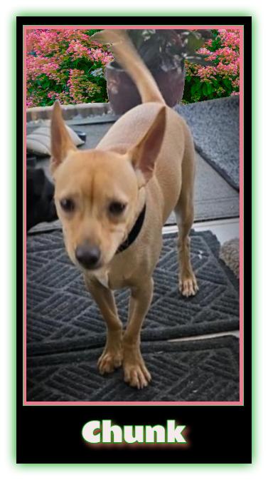 Tucker, Adoptable, Adult Male Chihuahua.