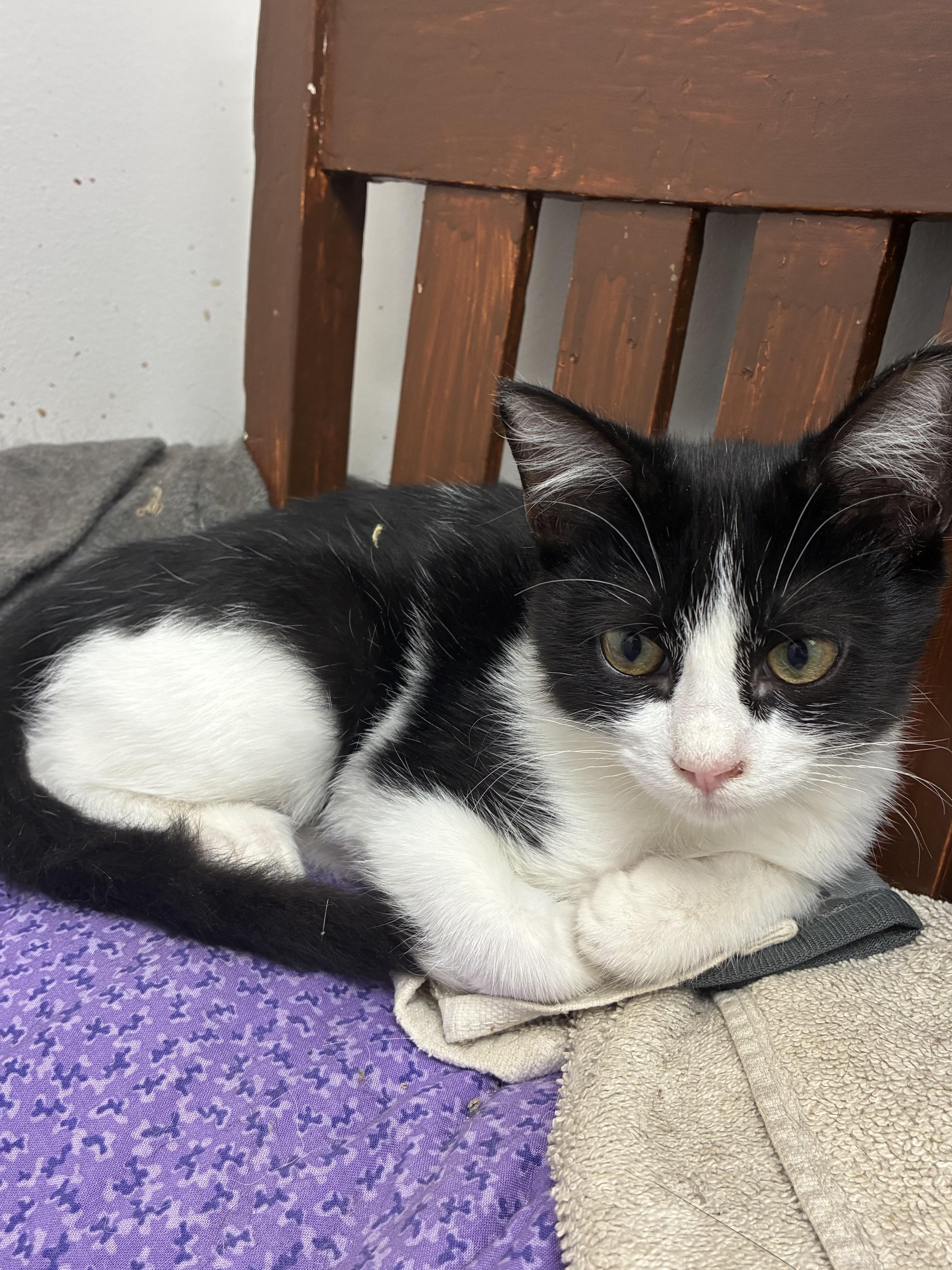 Theodore, Adoptable, Young Male Domestic Short Hair.