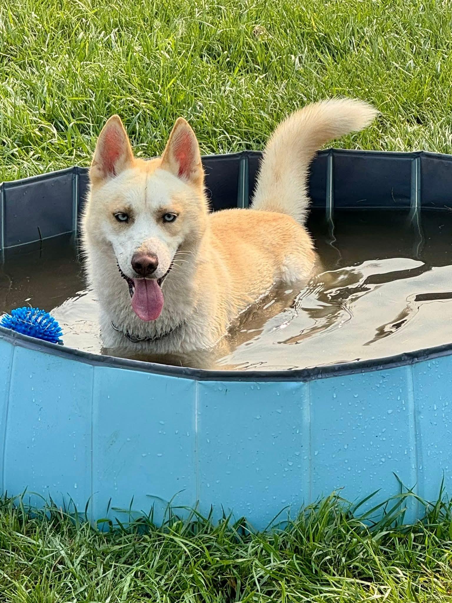 Suki