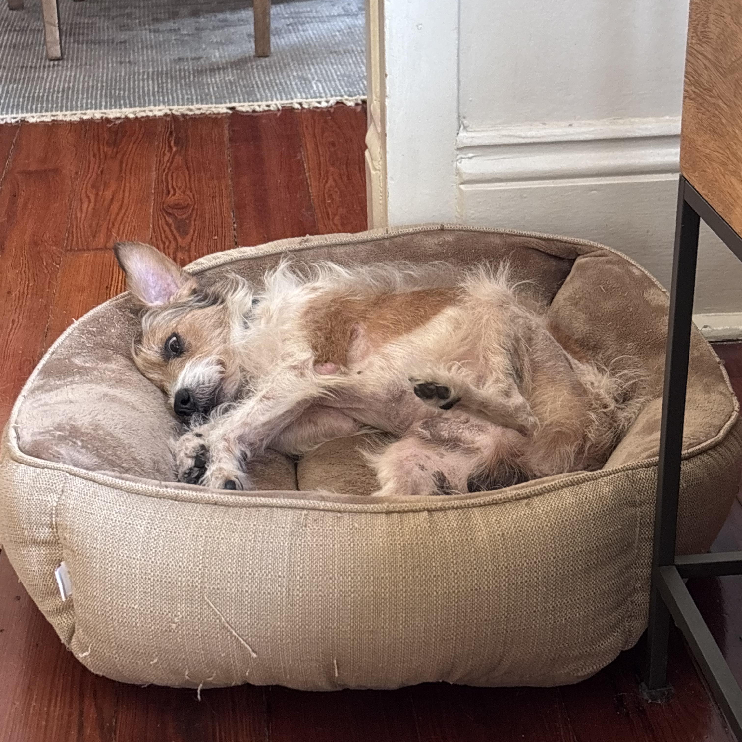 Enlarge Scruffy Doo, a ADOPTABLE mixed breed in New Orleans, LA image 3/6