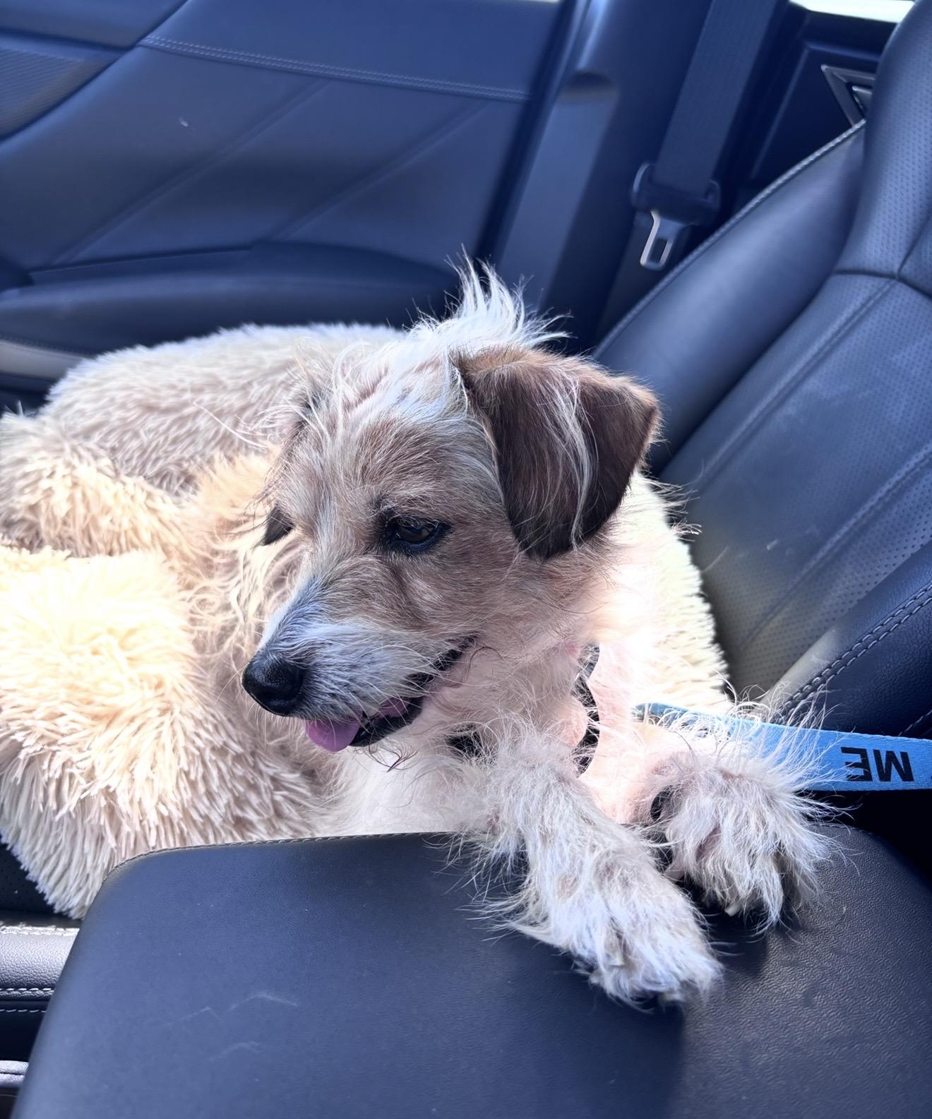 Enlarge Scruffy Doo, a ADOPTABLE mixed breed in New Orleans, LA image 6/6