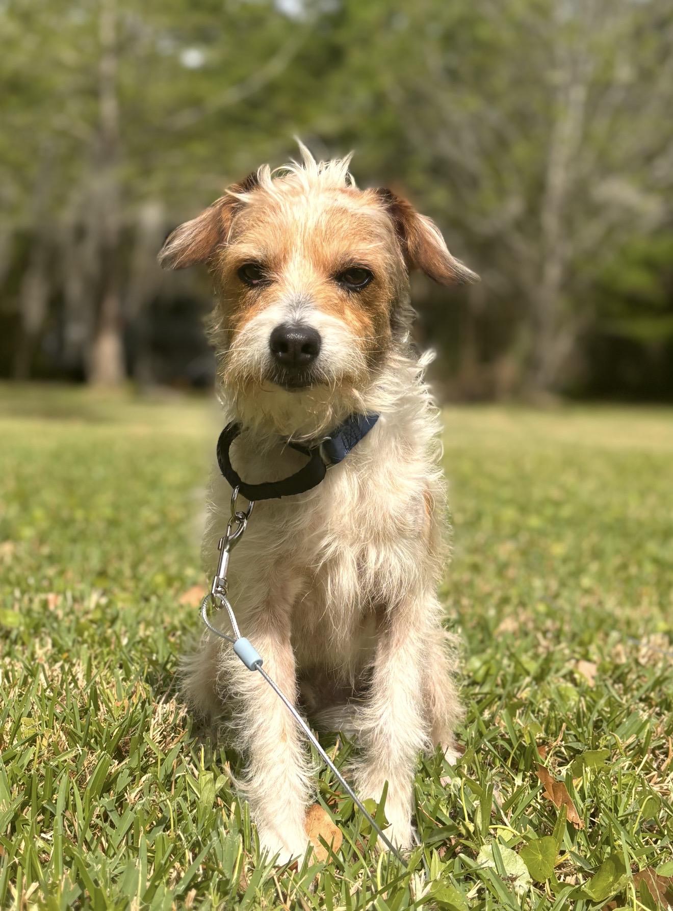 Enlarge Scruffy Doo, a ADOPTABLE mixed breed in New Orleans, LA image 1/6
