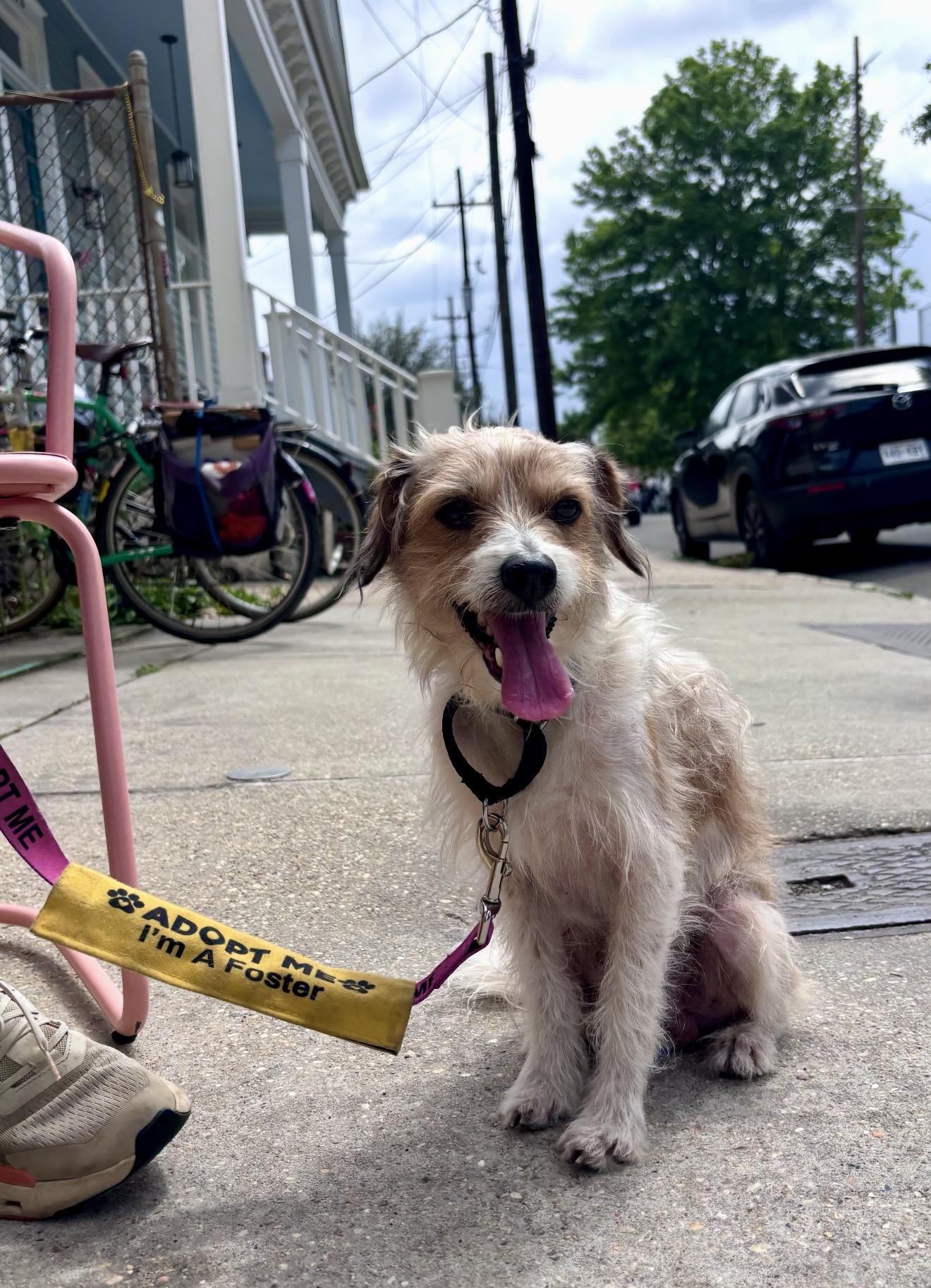 Enlarge Scruffy Doo, a ADOPTABLE mixed breed in New Orleans, LA image 2/6