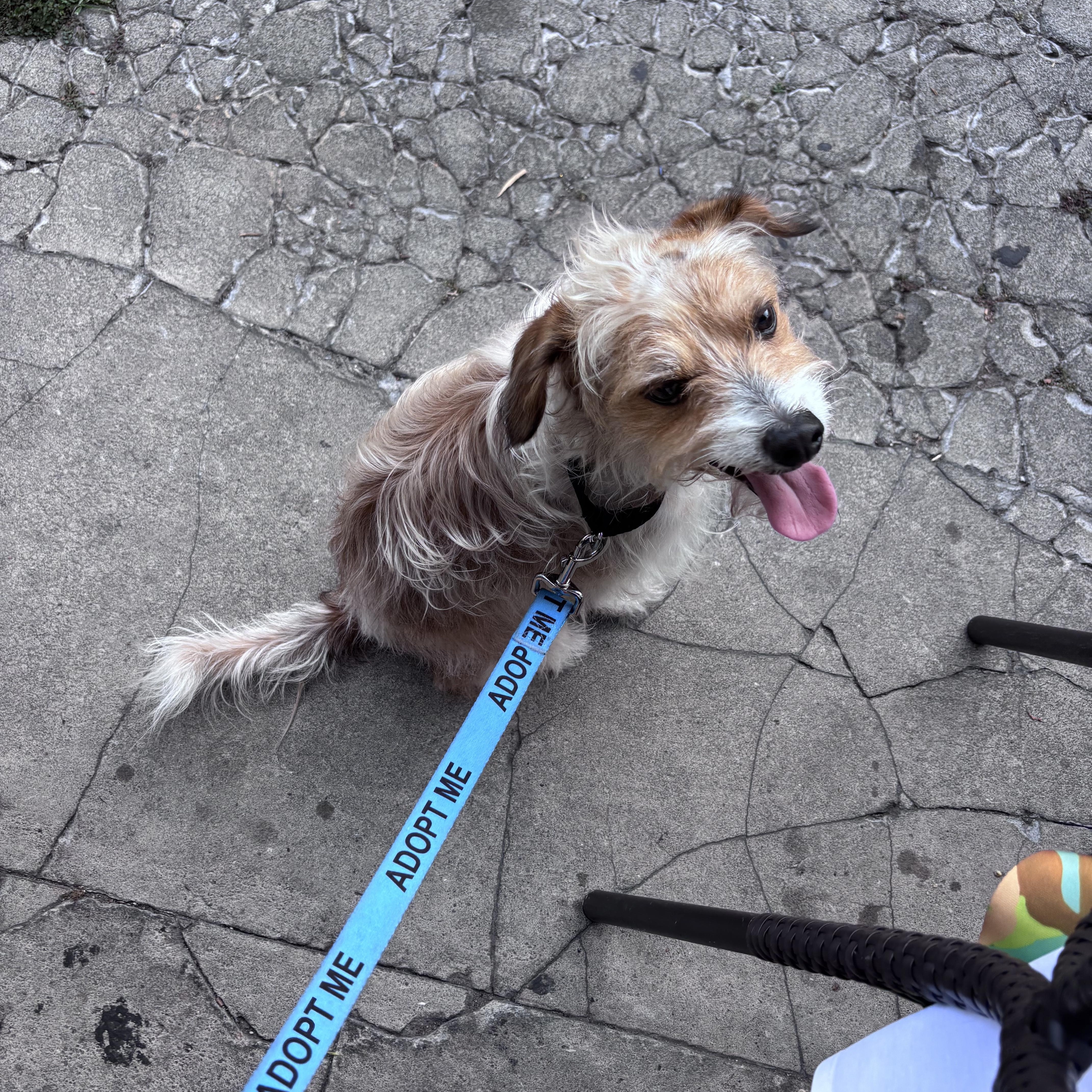 Enlarge Scruffy Doo, a ADOPTABLE mixed breed in New Orleans, LA image 4/6