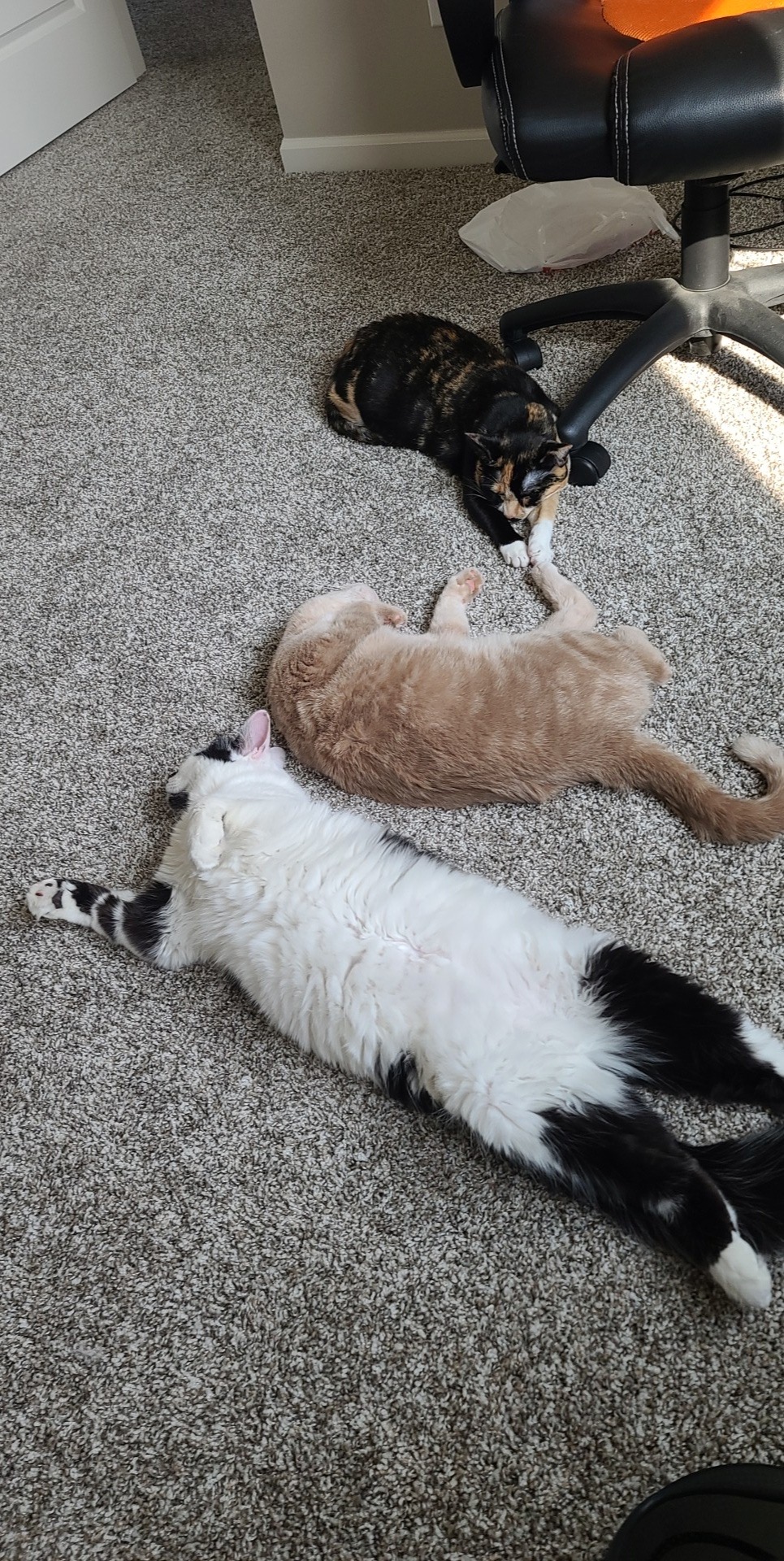 Moo, a Adoptable Tuxedo in La Grange Park, IL image 2/4