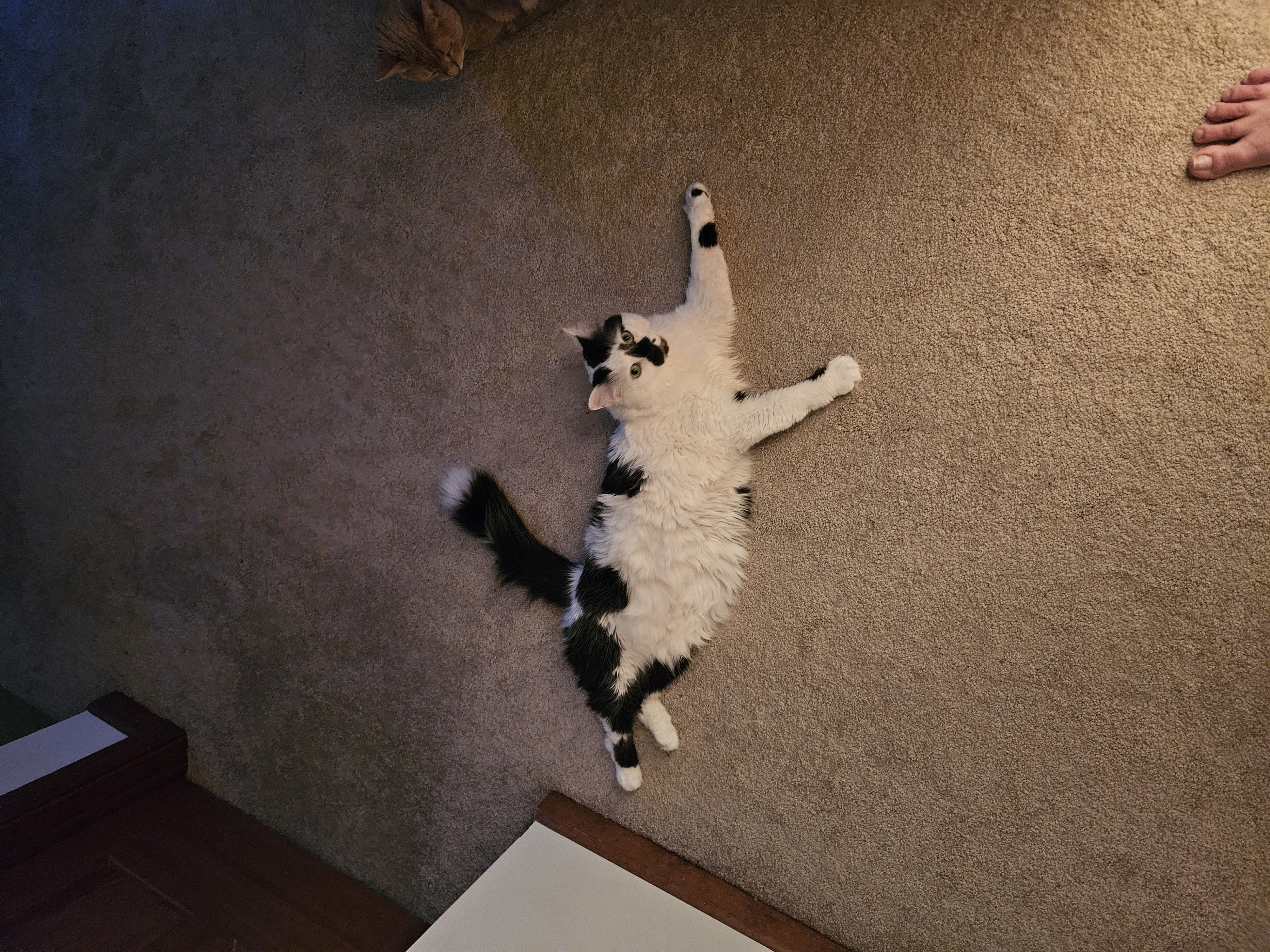 Moo, a Adoptable Tuxedo in La Grange Park, IL image 3/4