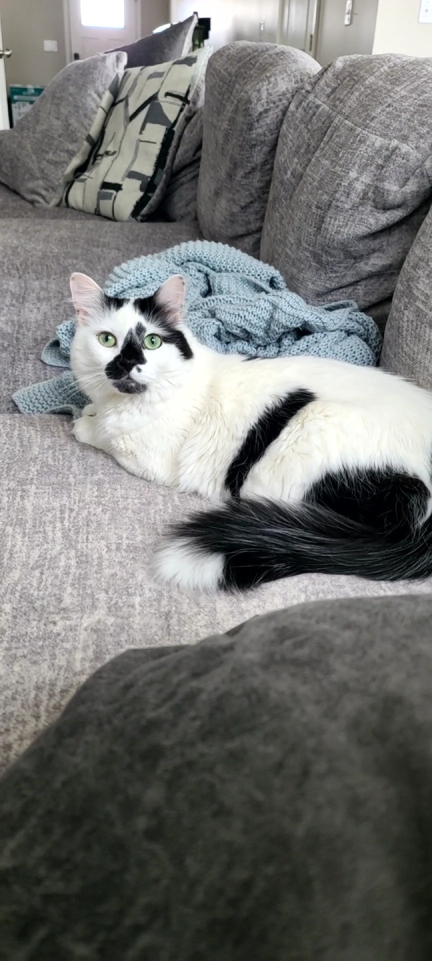 Moo, a Adoptable Tuxedo in La Grange Park, IL image 4/4