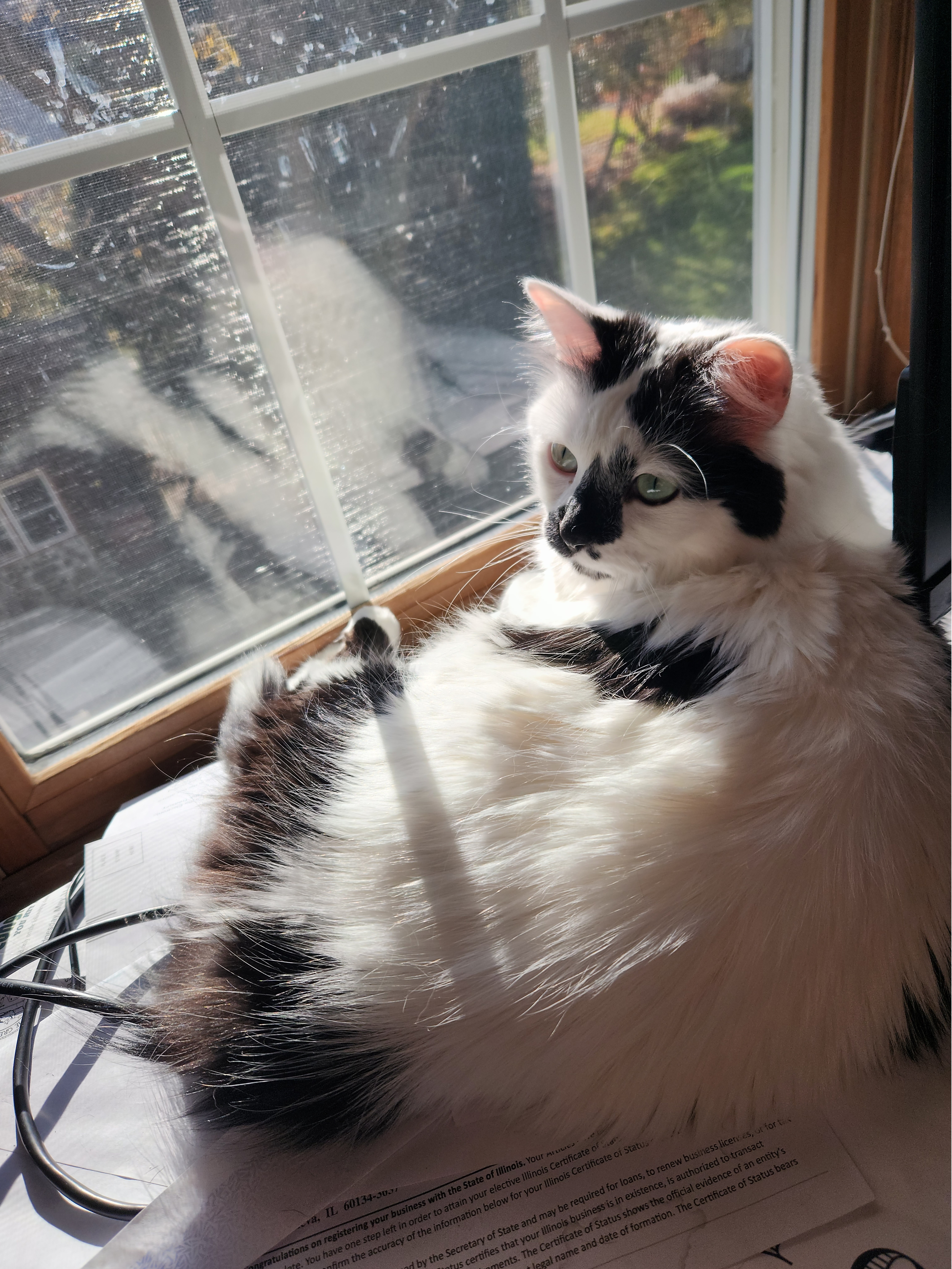 Moo, a Adoptable Tuxedo in La Grange Park, IL image 1/4