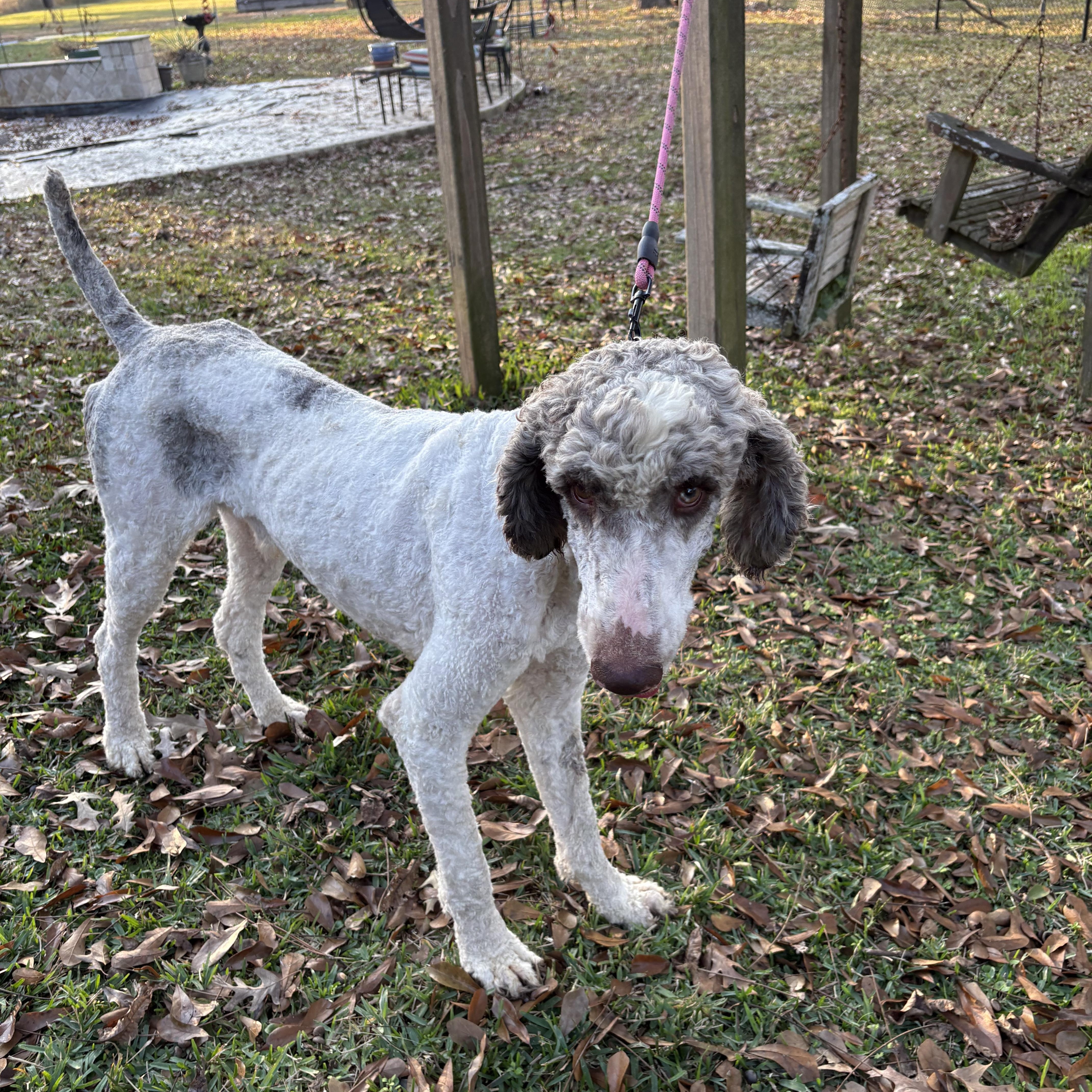 Enlarge Penn, a ADOPTABLE Standard Poodle in Baker, LA image 6/6