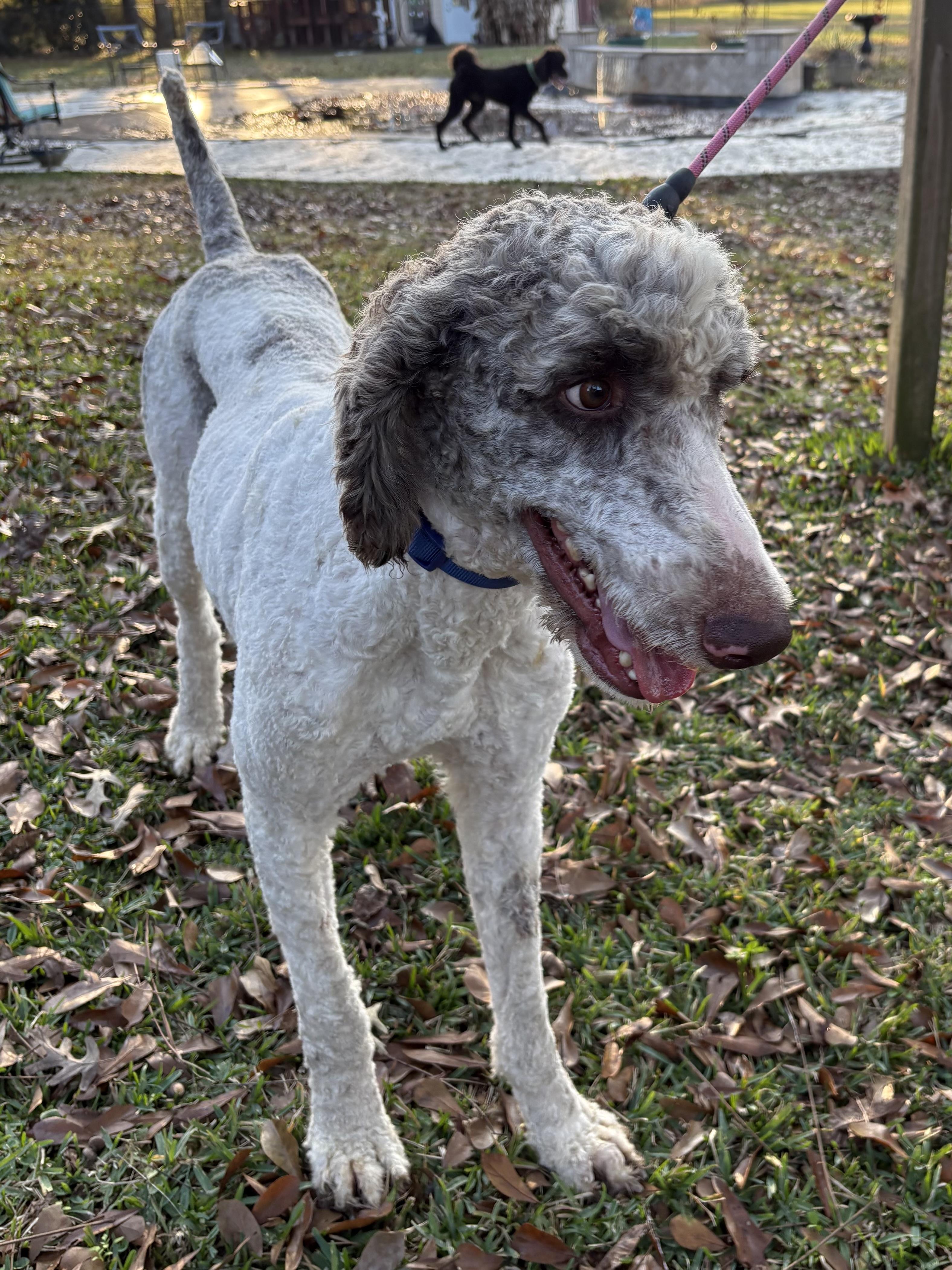 Enlarge Penn, a ADOPTABLE Standard Poodle in Baker, LA image 3/6