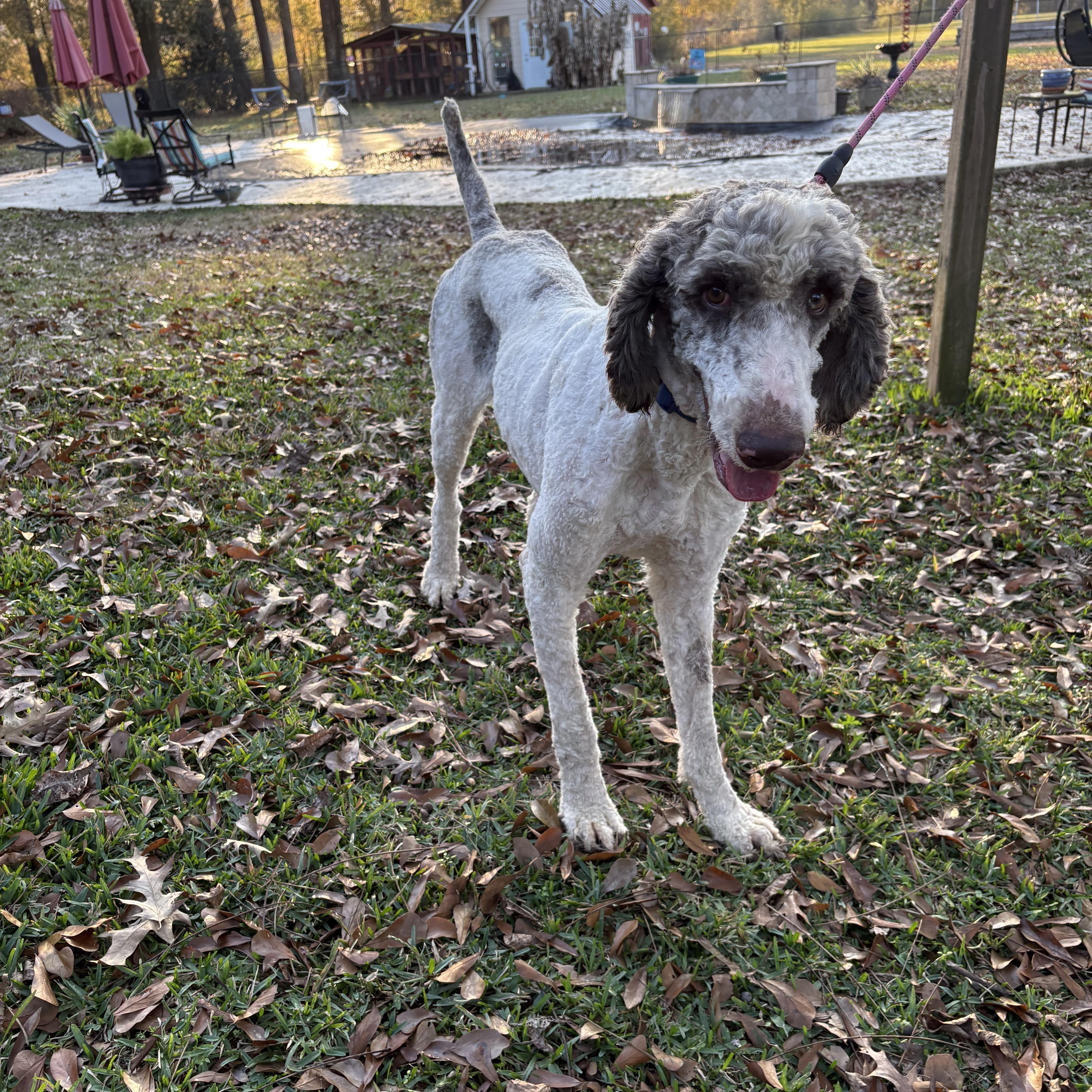 Enlarge Penn, a ADOPTABLE Standard Poodle in Baker, LA image 5/6
