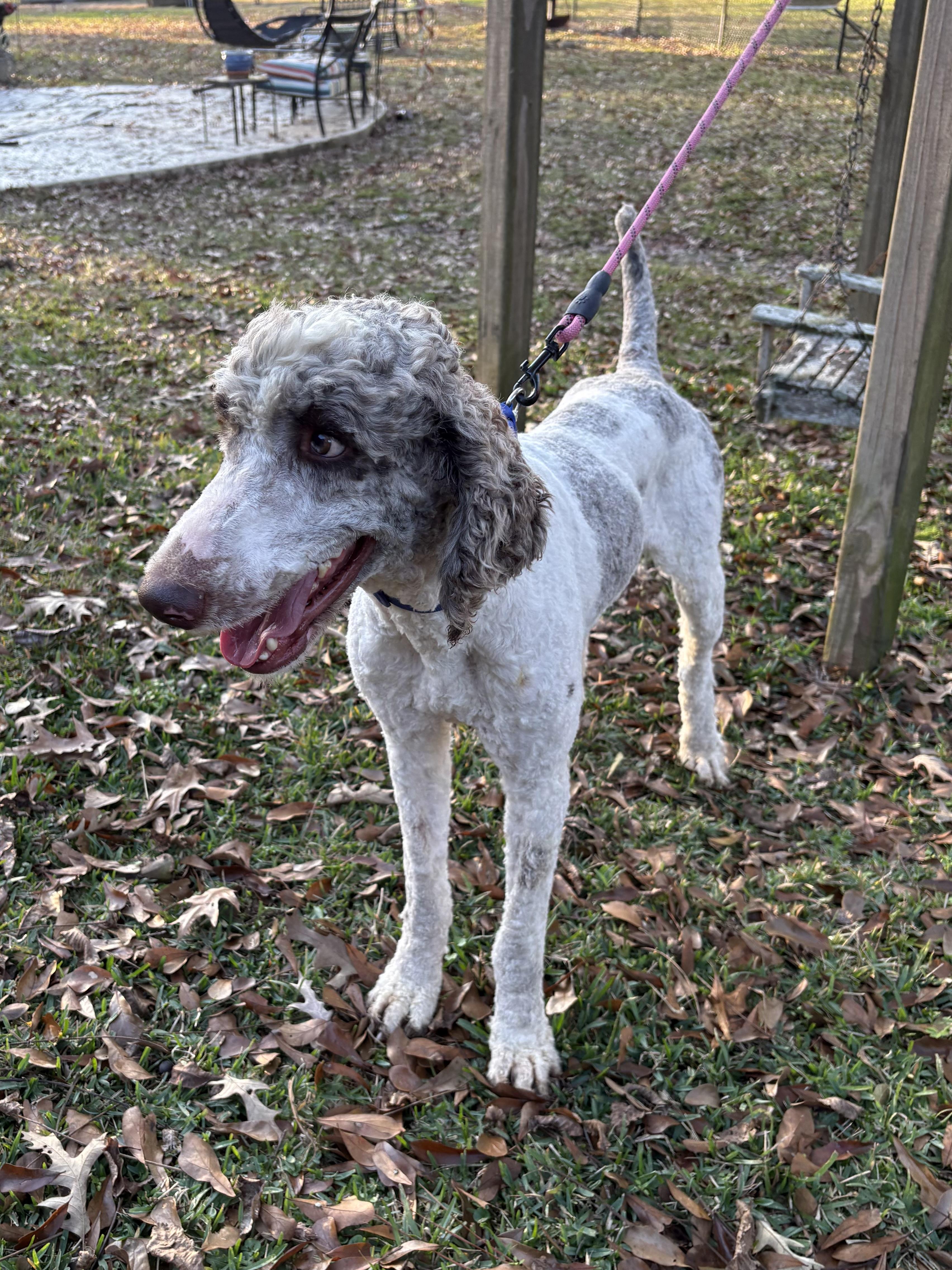 Enlarge Penn, a ADOPTABLE Standard Poodle in Baker, LA image 2/6