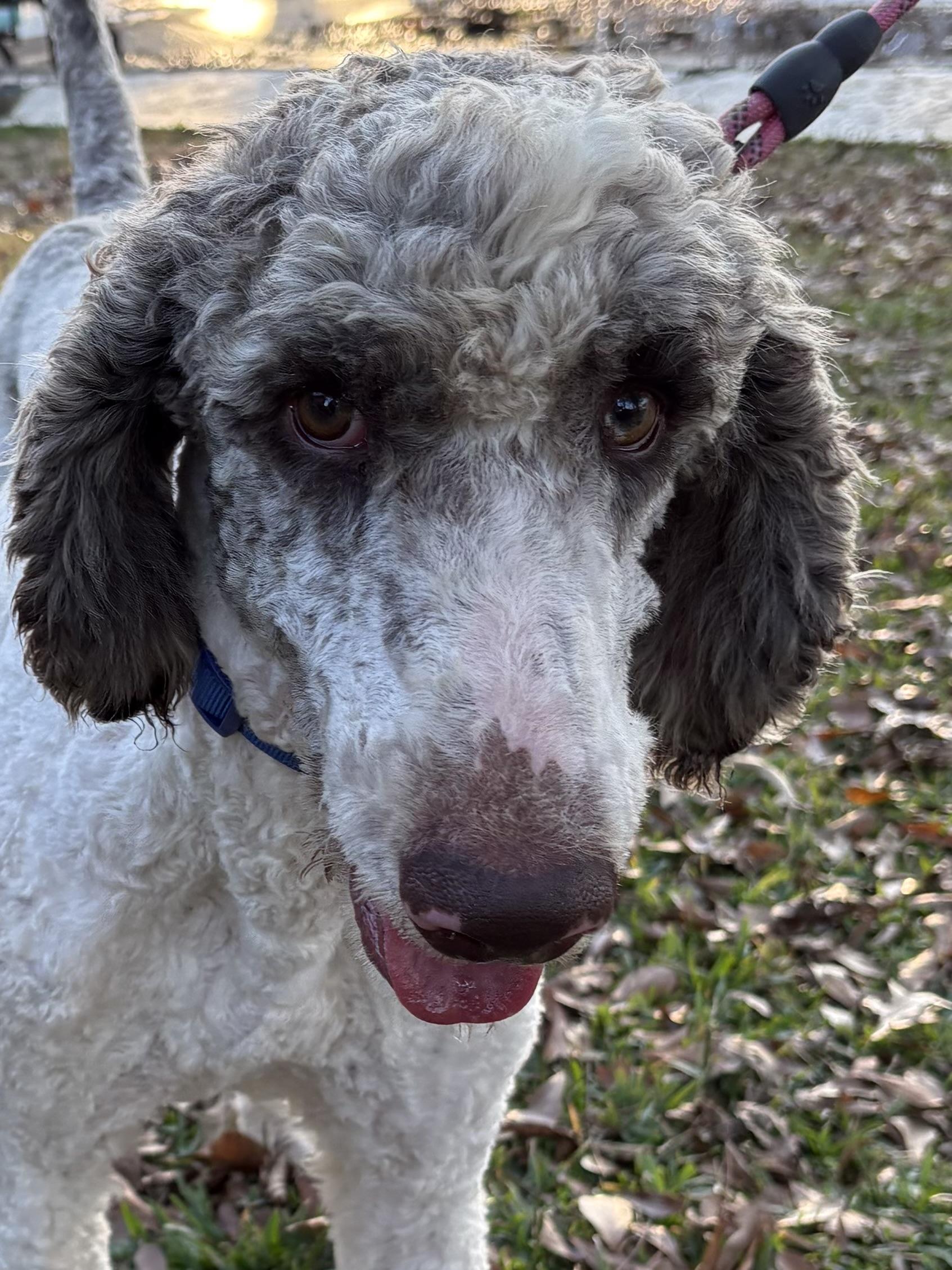 Enlarge Penn, a ADOPTABLE Standard Poodle in Baker, LA image 4/6