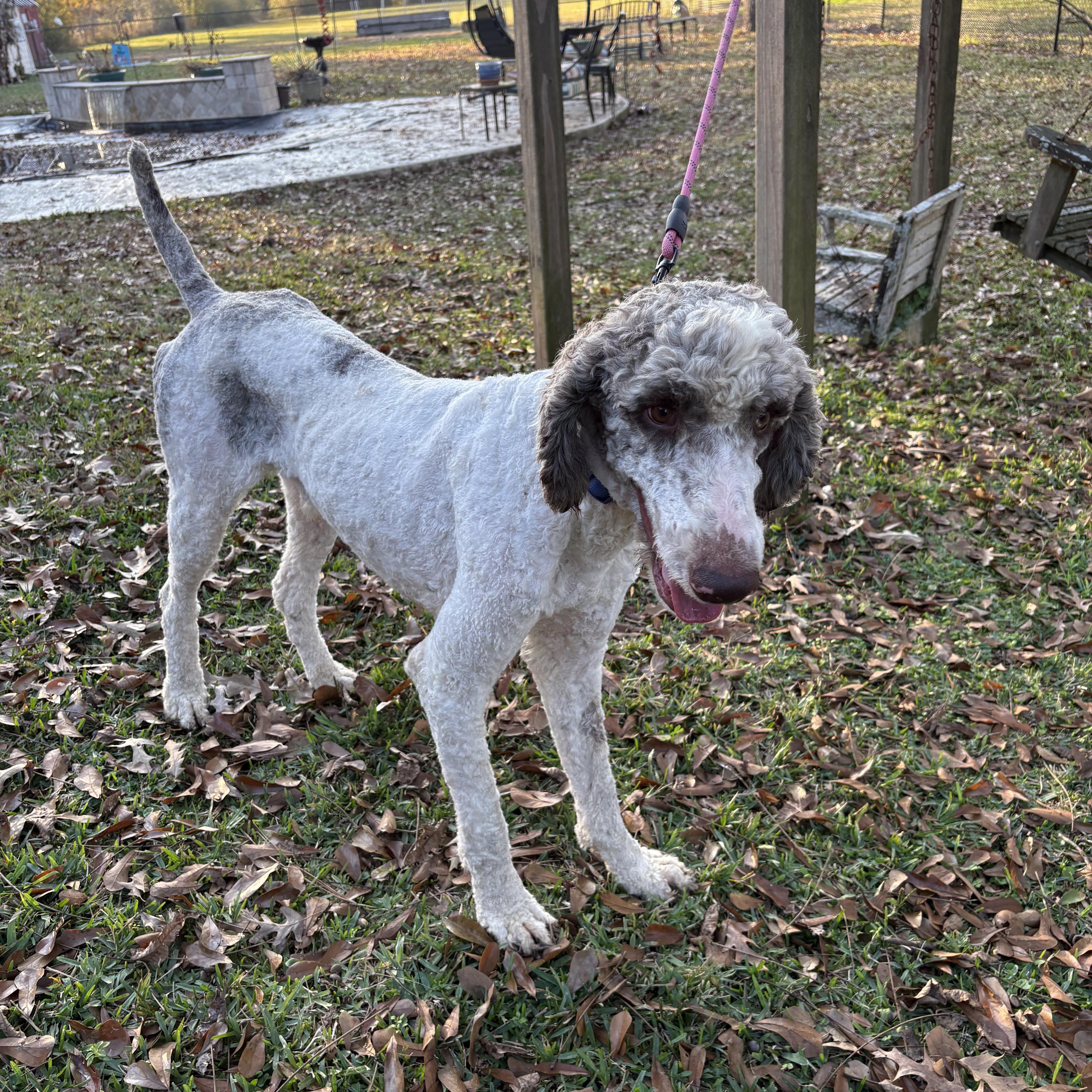 Penn, ADOPTABLE, Adult Male Standard Poodle.