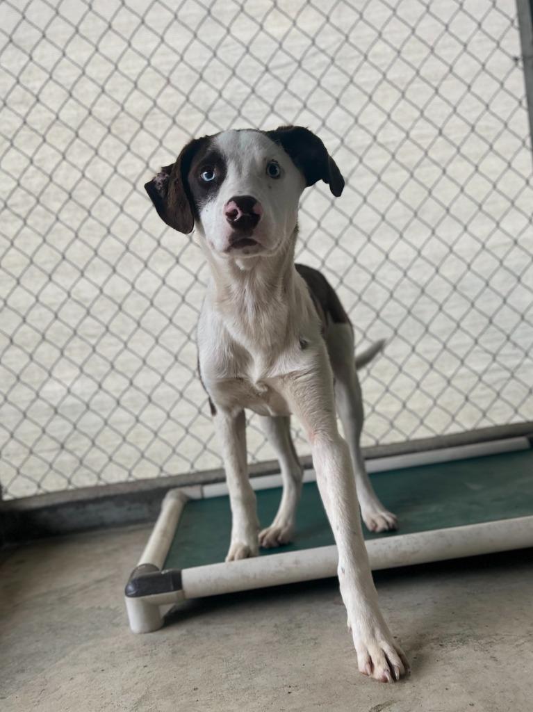 Enlarge NELSON, a Adoptable mixed breed in Athens, AL image 1/6