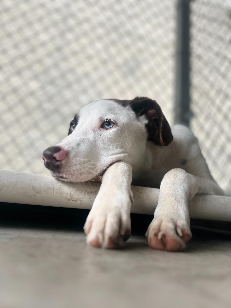 Enlarge NELSON, a Adoptable mixed breed in Athens, AL image 2/6
