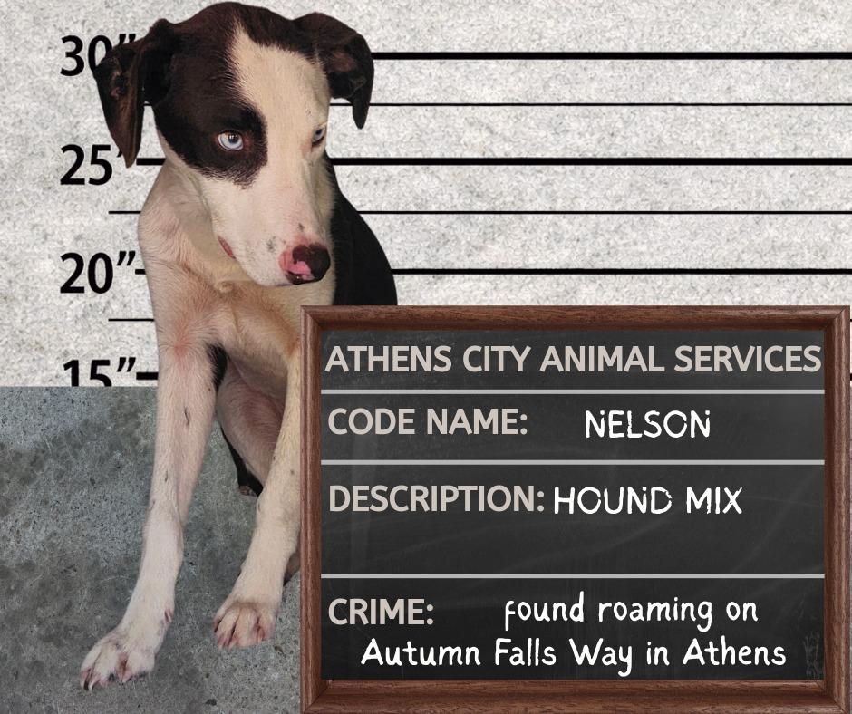 NELSON, Adoptable, Puppy Male Hound & Mixed Breed.