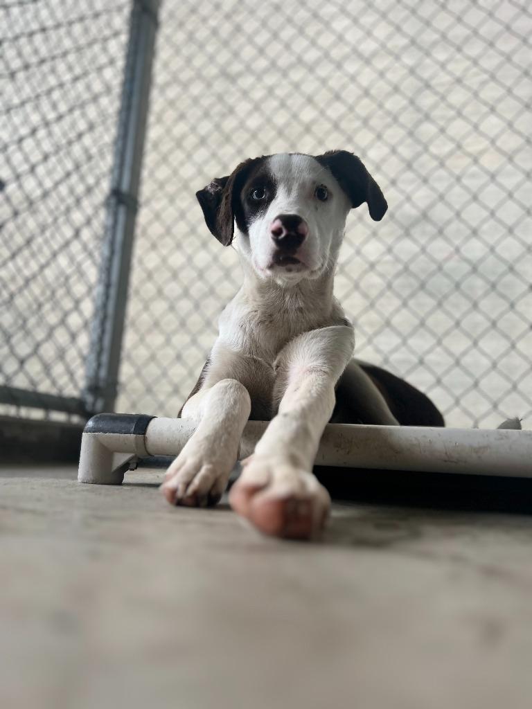 Enlarge NELSON, a Adoptable mixed breed in Athens, AL image 4/6