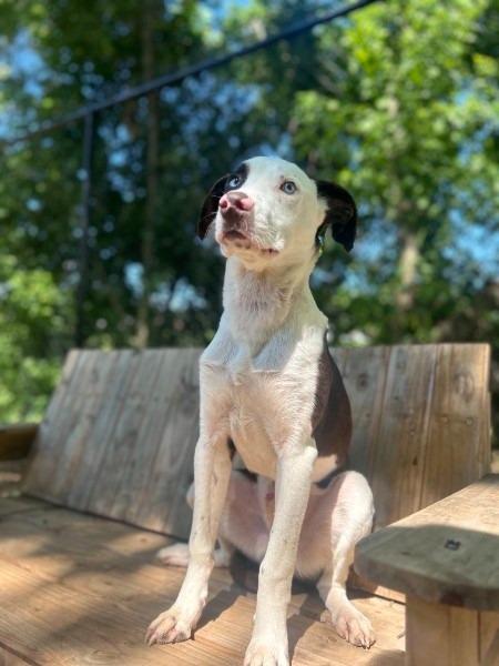 Enlarge NELSON, a Adoptable mixed breed in Athens, AL image 5/6
