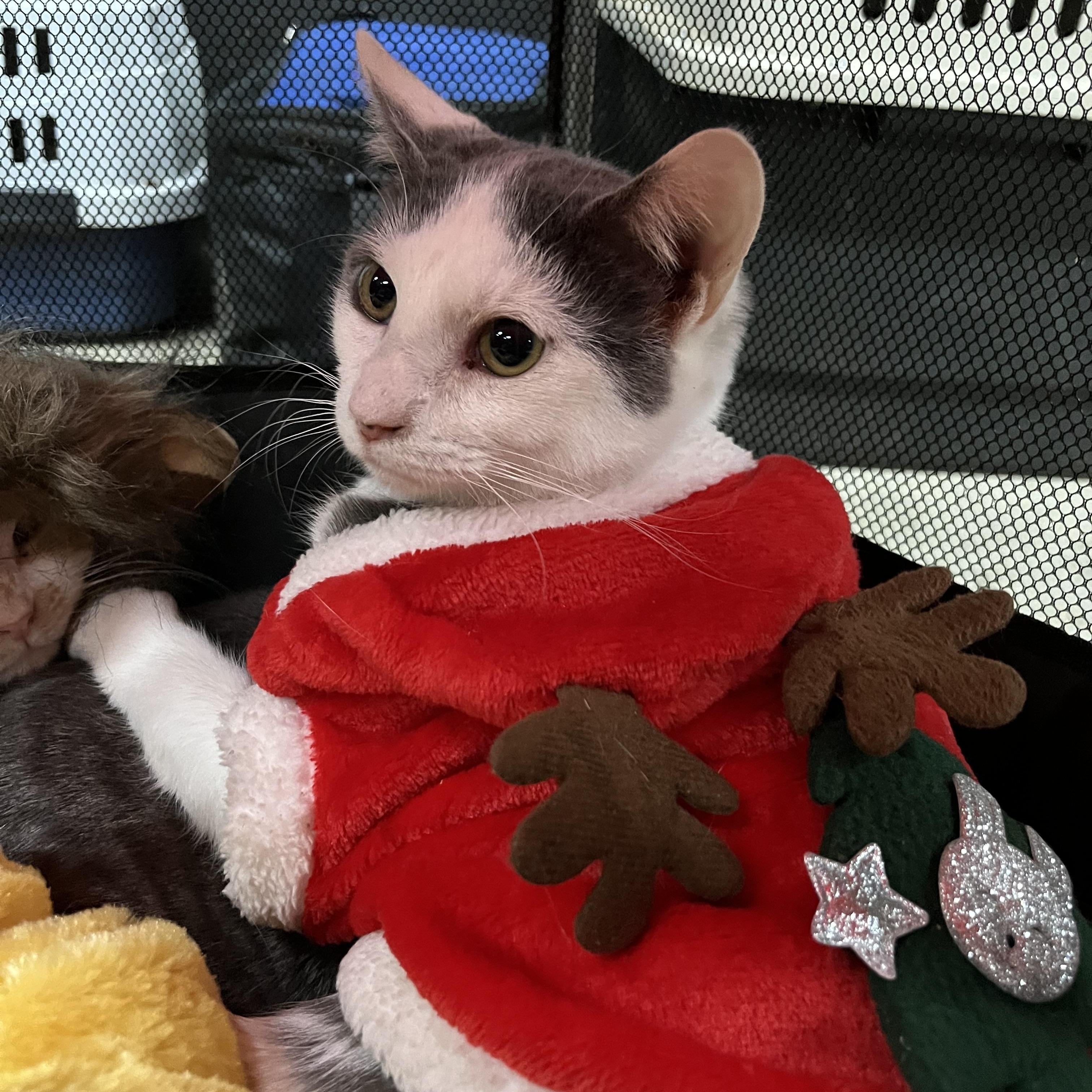 Enlarge Genghis Khan, a Adoptable Domestic Short Hair in Marion, NC image 5/6