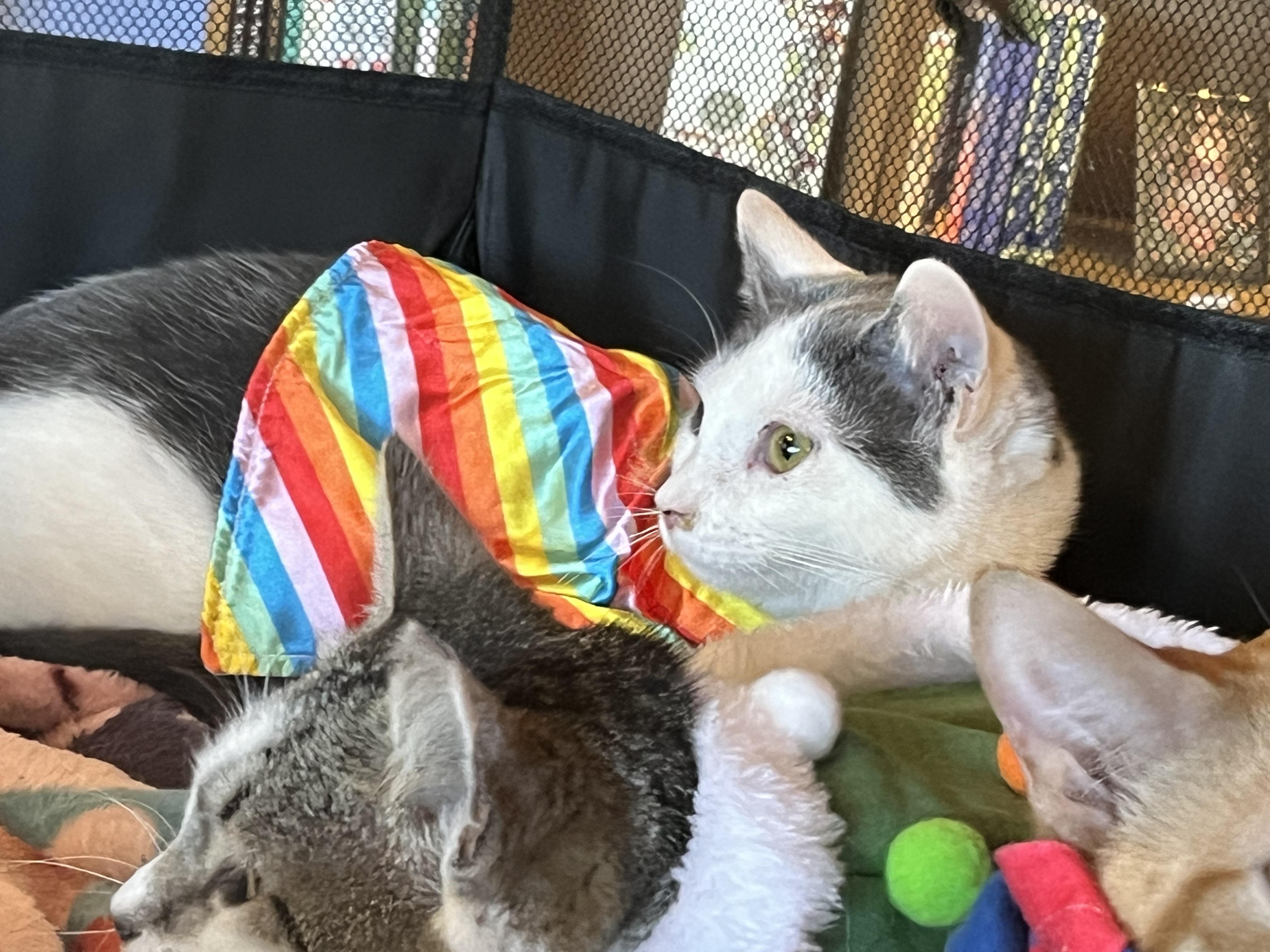 Enlarge Genghis Khan, a Adoptable Domestic Short Hair in Marion, NC image 2/6