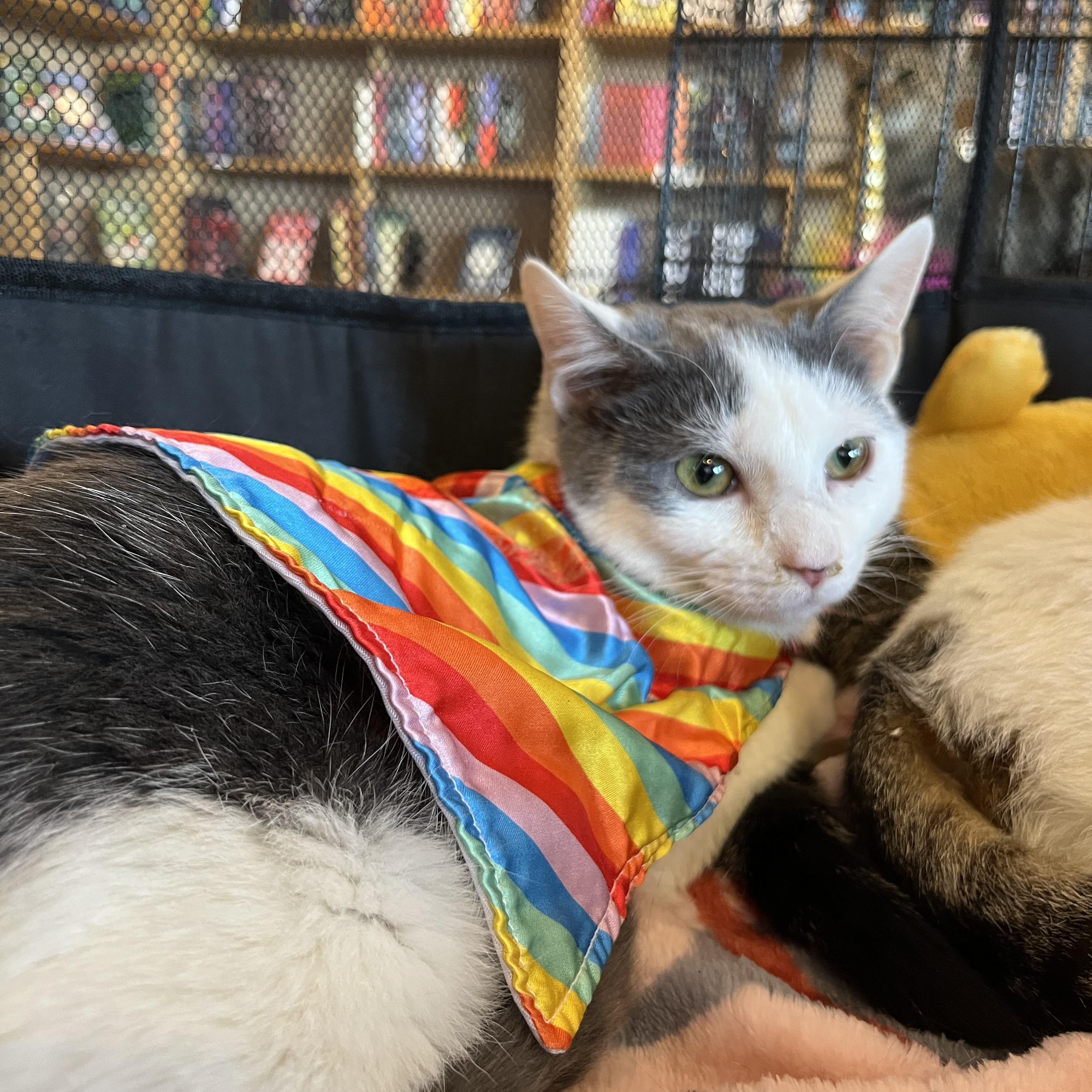 Enlarge Genghis Khan, a Adoptable Domestic Short Hair in Marion, NC image 3/6