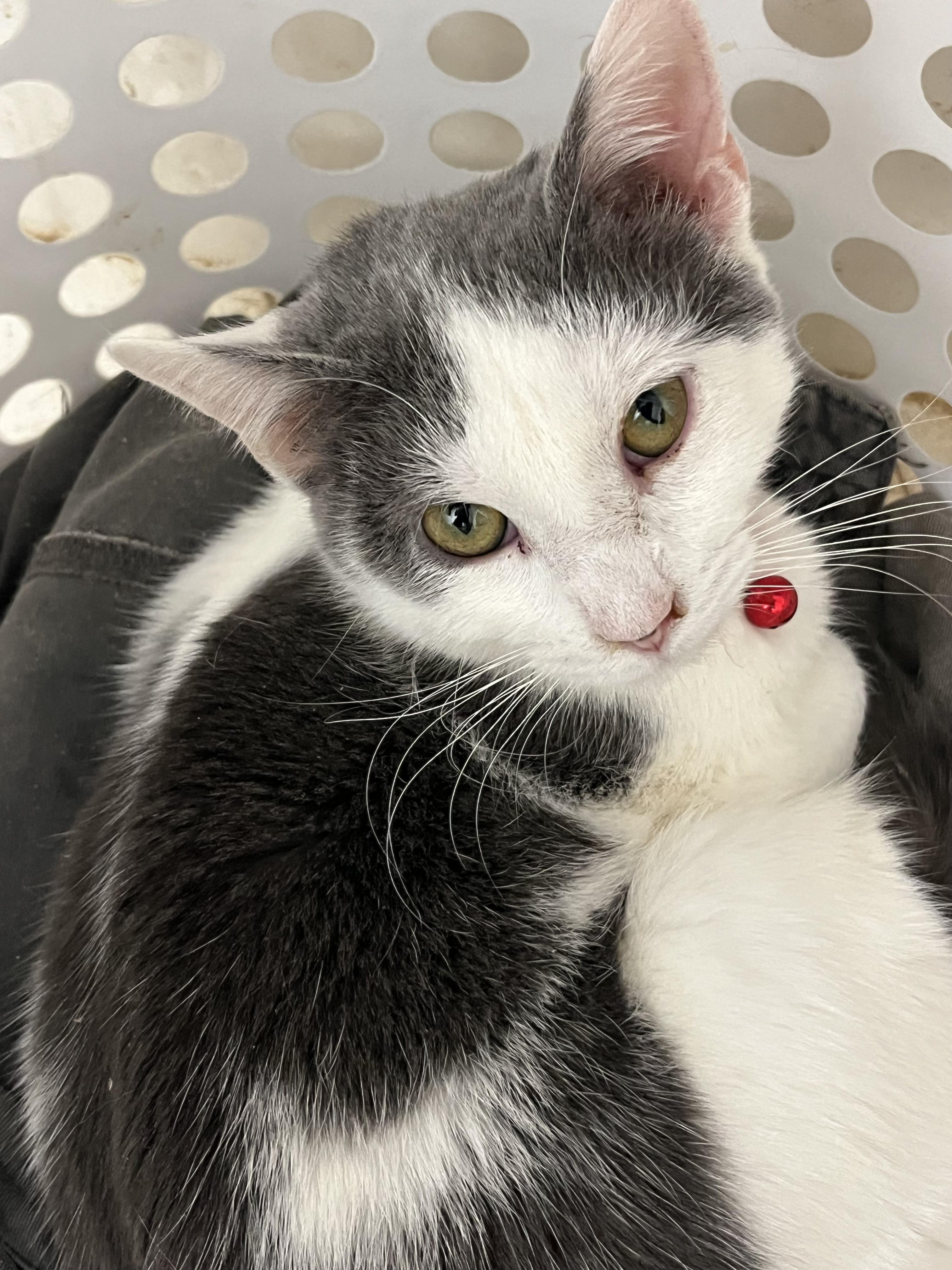 Enlarge Genghis Khan, a Adoptable Domestic Short Hair in Marion, NC image 1/6
