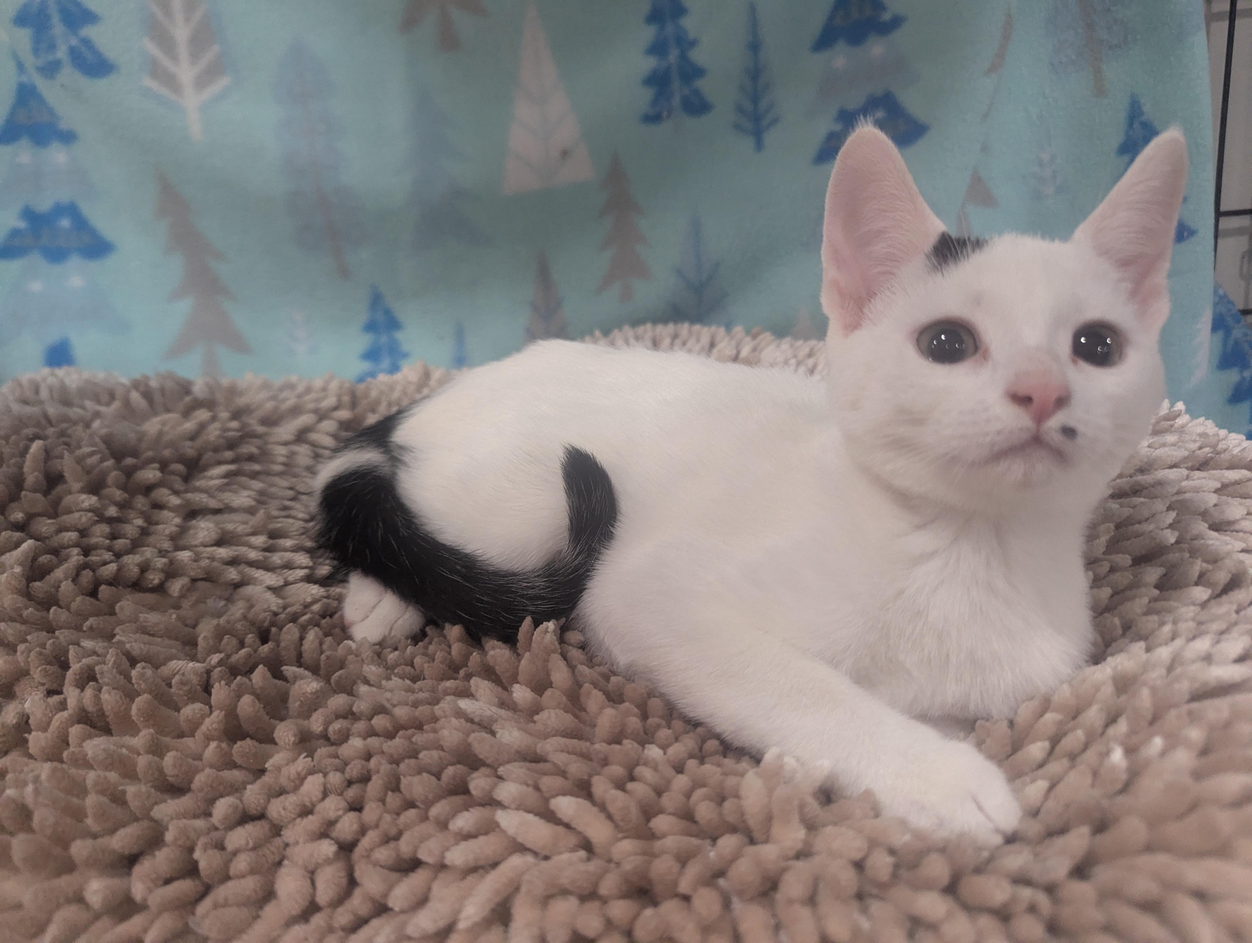 Enlarge Juniper, a Adoptable Domestic Short Hair in Philadelphia, PA image 1/3