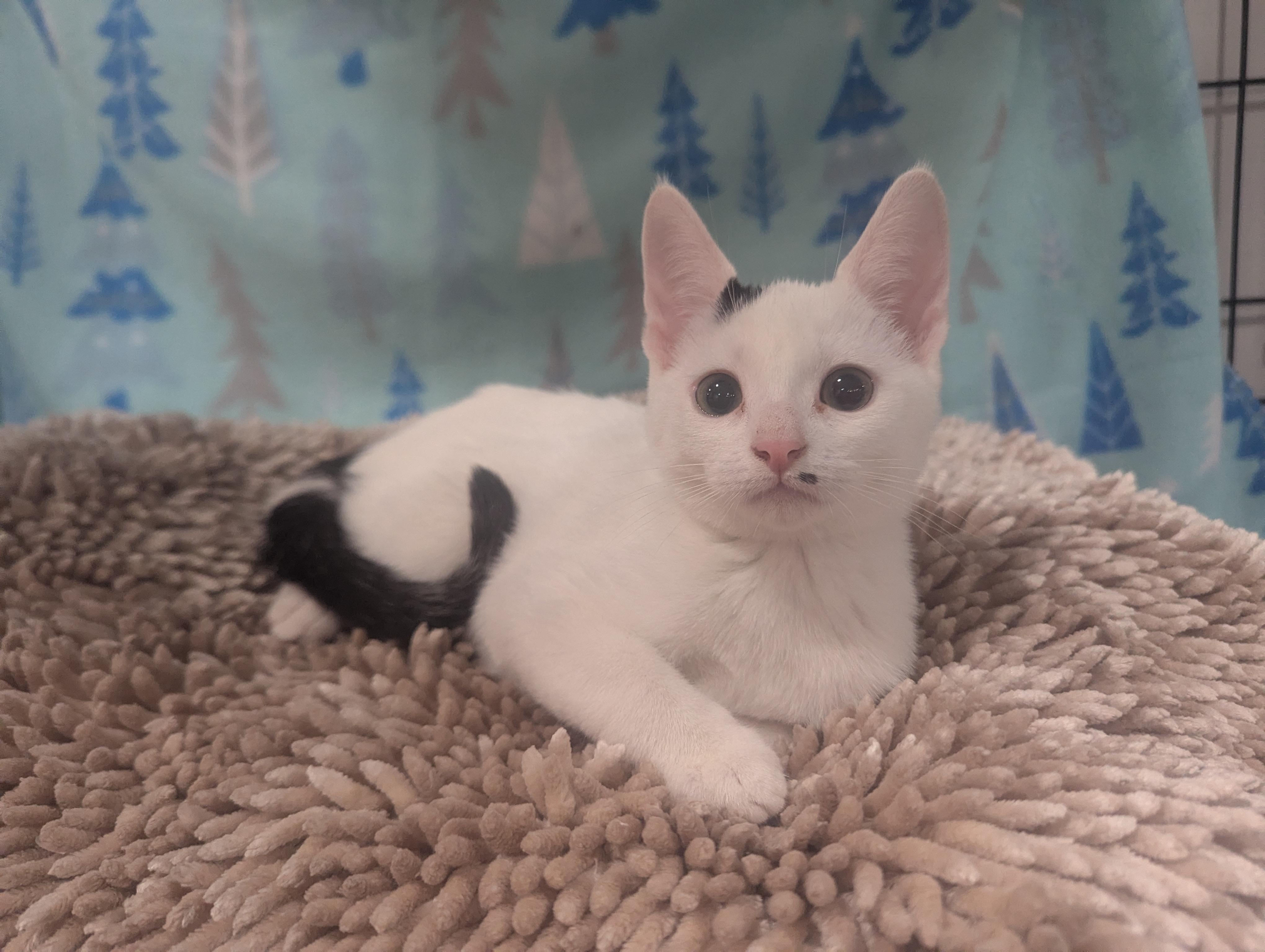 Enlarge Juniper, a Adoptable Domestic Short Hair in Philadelphia, PA image 2/3