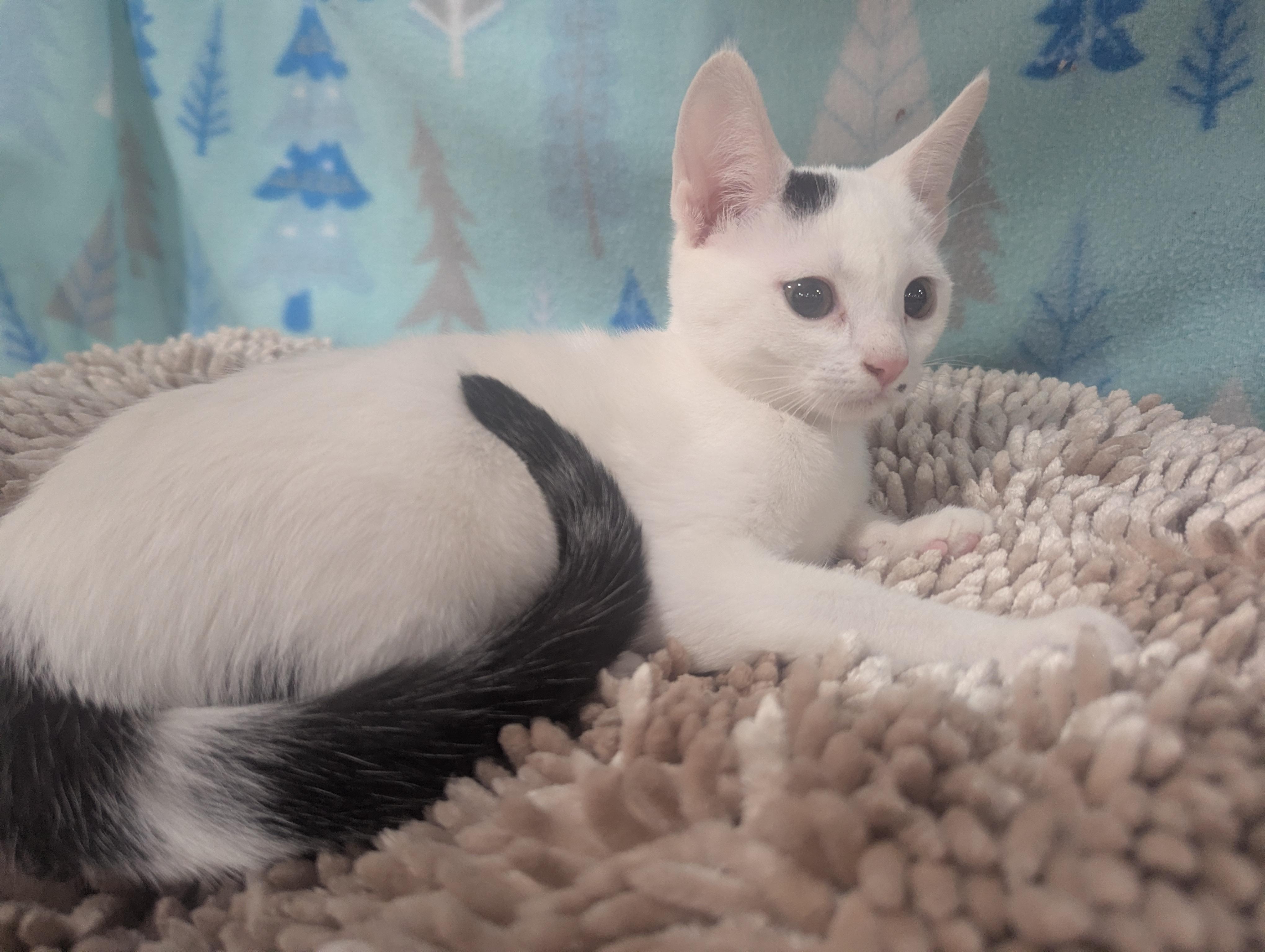 Enlarge Juniper, a Adoptable Domestic Short Hair in Philadelphia, PA image 3/3