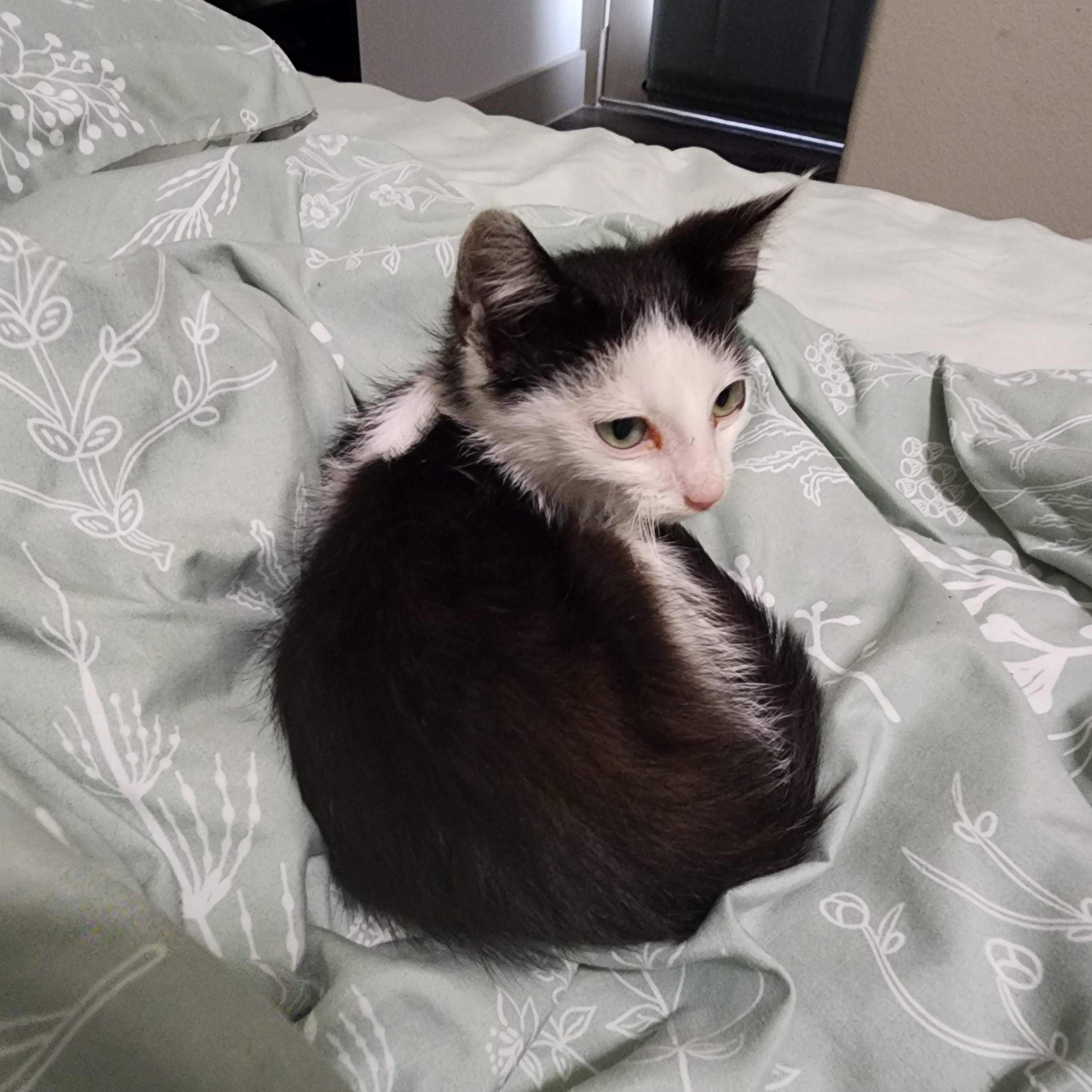 Harlow, a ADOPTABLE Domestic Medium Hair in Hutto, TX image 3/3