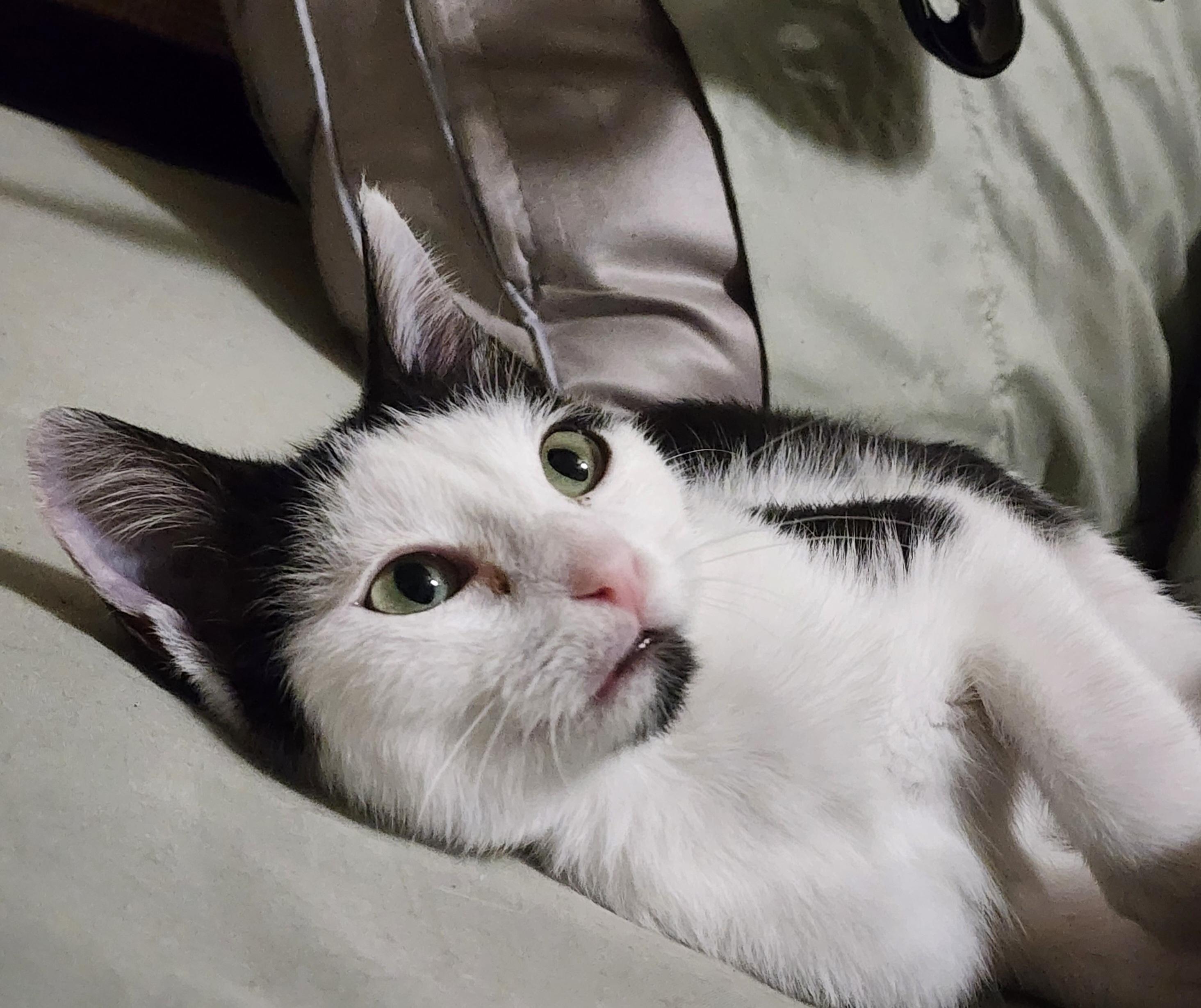 Harlow, a ADOPTABLE Domestic Medium Hair in Hutto, TX image 1/3