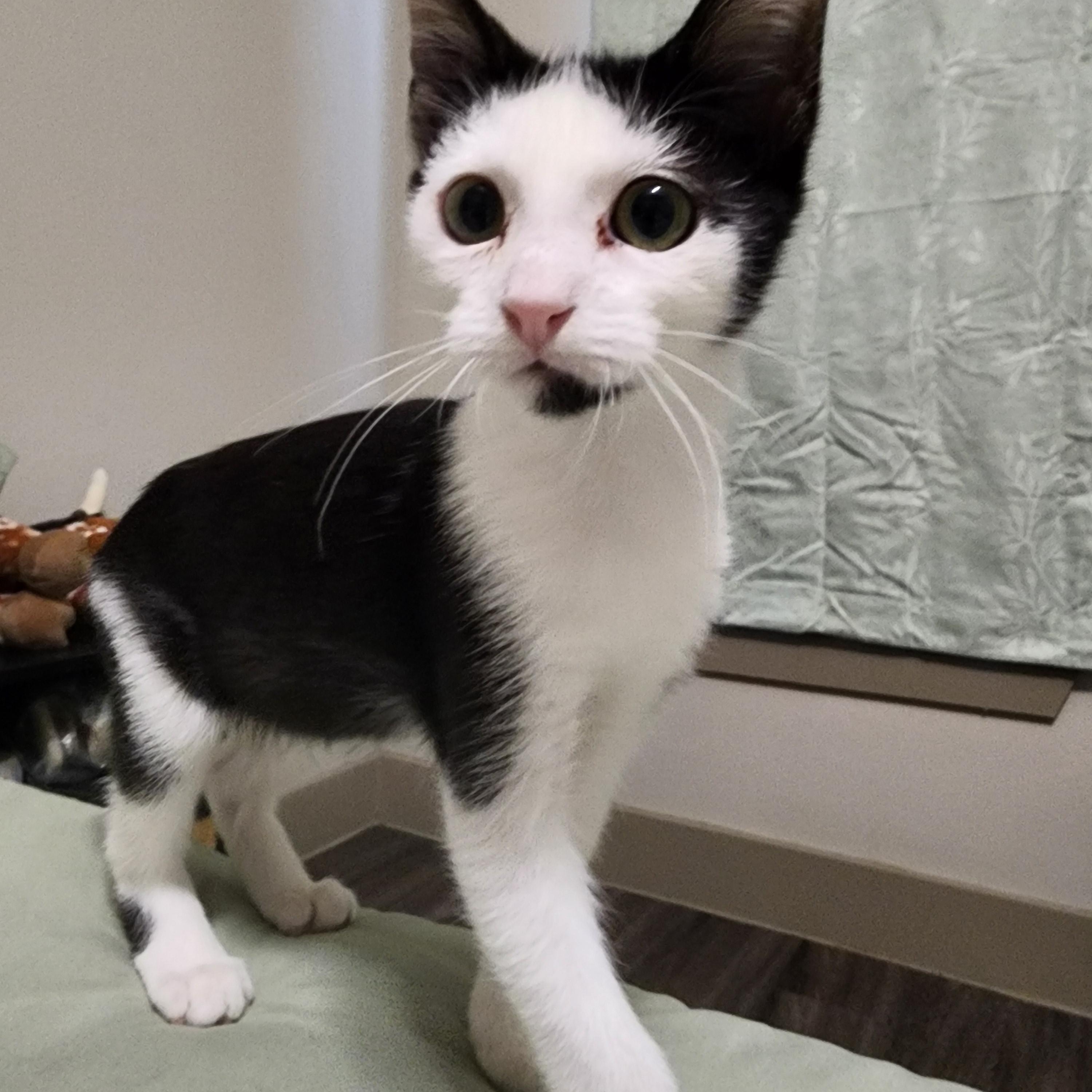 Harlow, a ADOPTABLE Domestic Medium Hair in Hutto, TX image 2/3