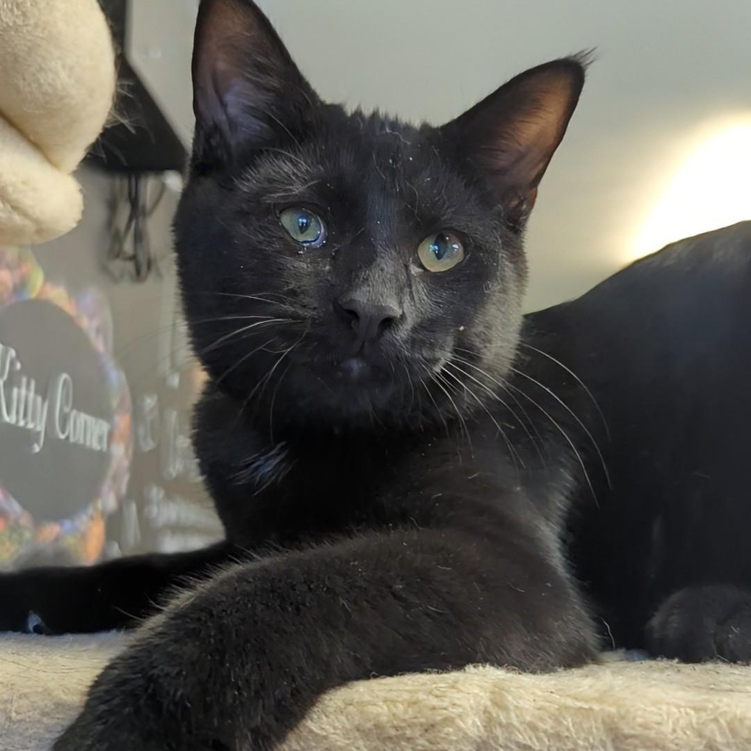 Cinder (Marbles' Brother)