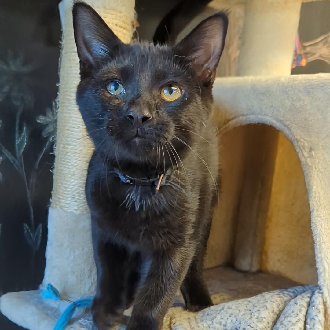 Cinder (Marbles' Brother)