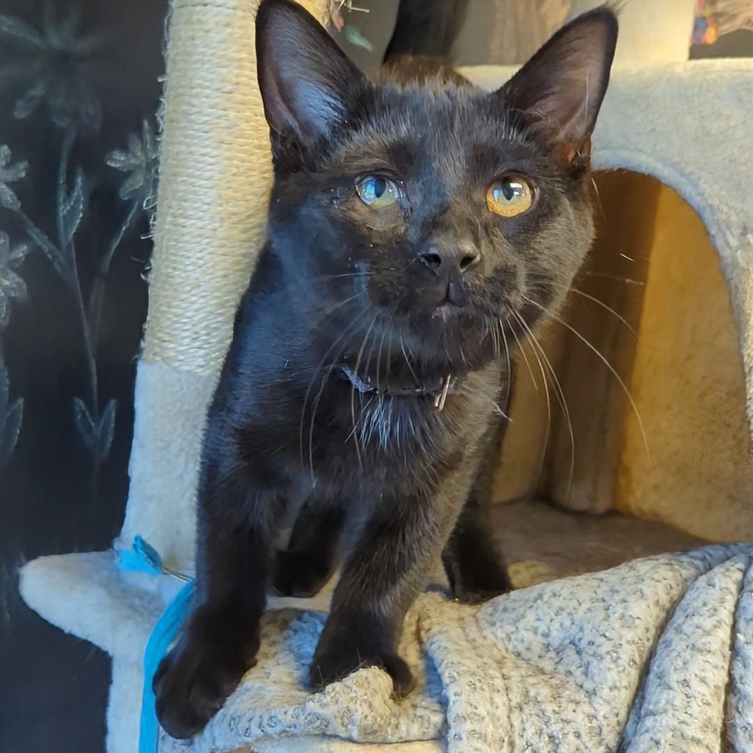 Cinder (Marbles' Brother)