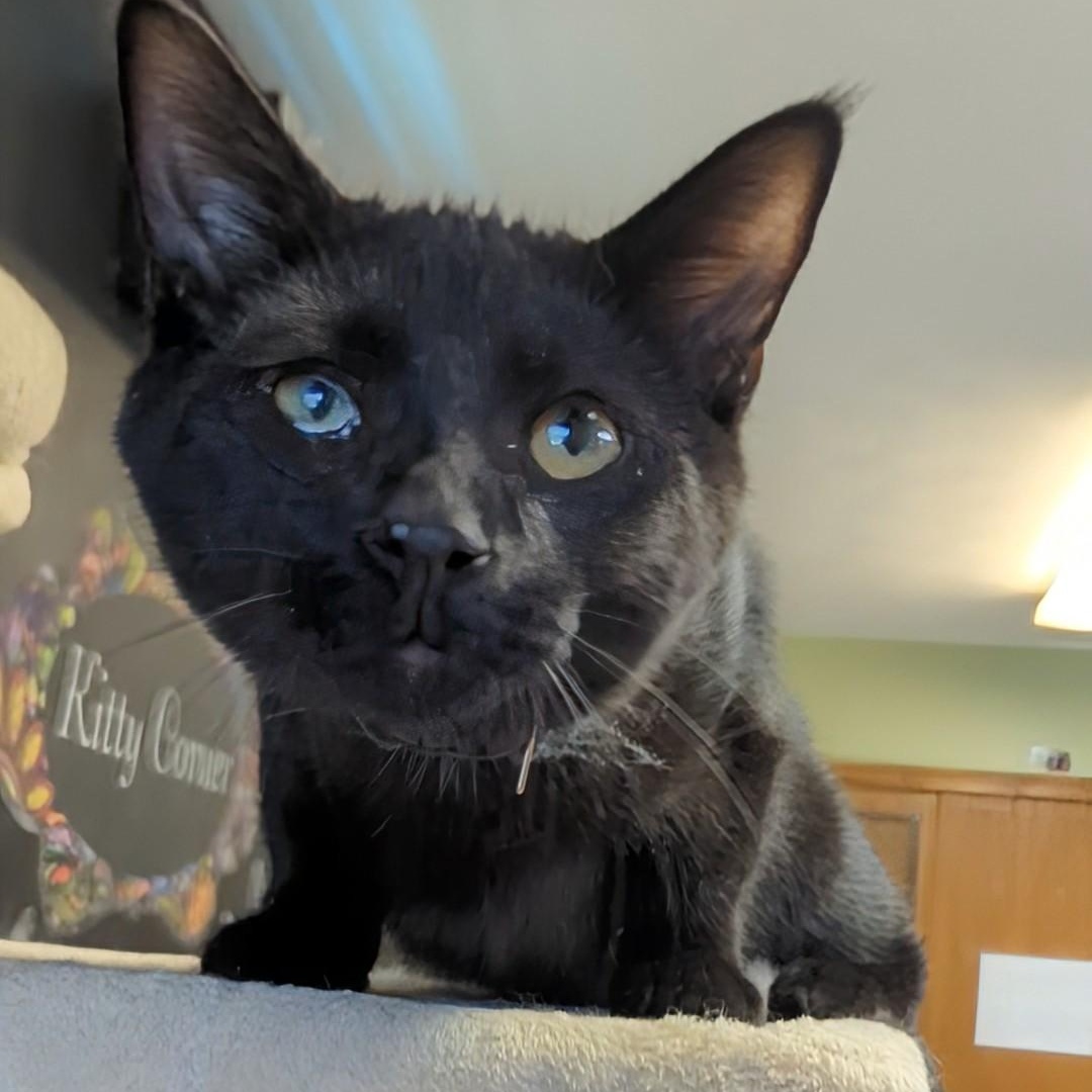 Cinder (Marbles' Brother)