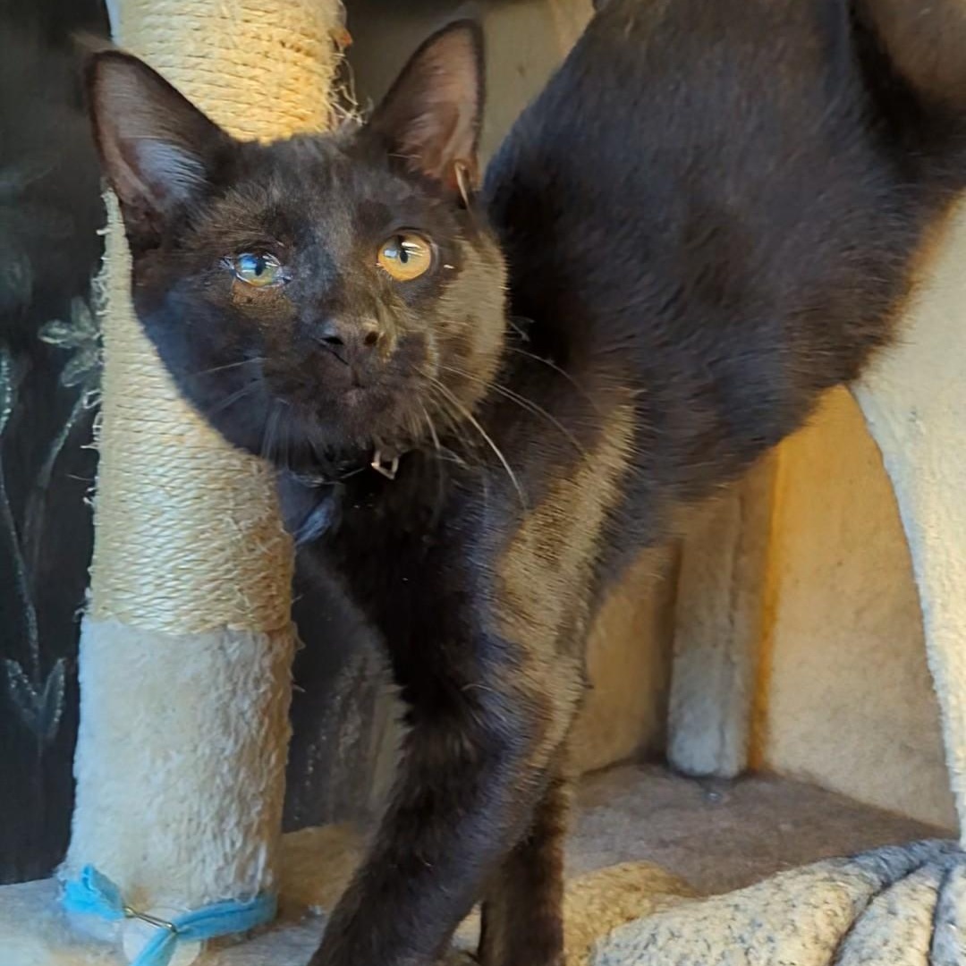 Cinder (Marbles' Brother)