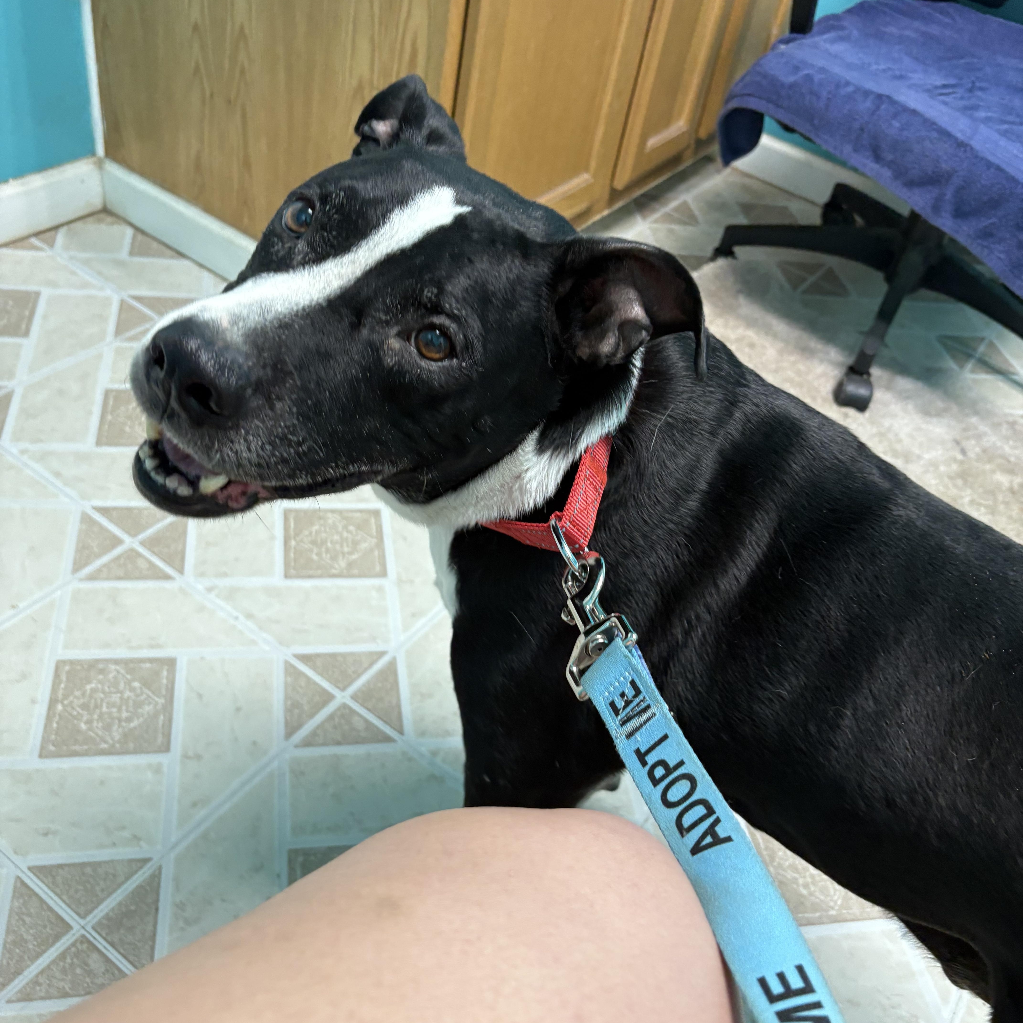 Enlarge Chevy, a Adoptable mixed breed in greer, SC image 2/4